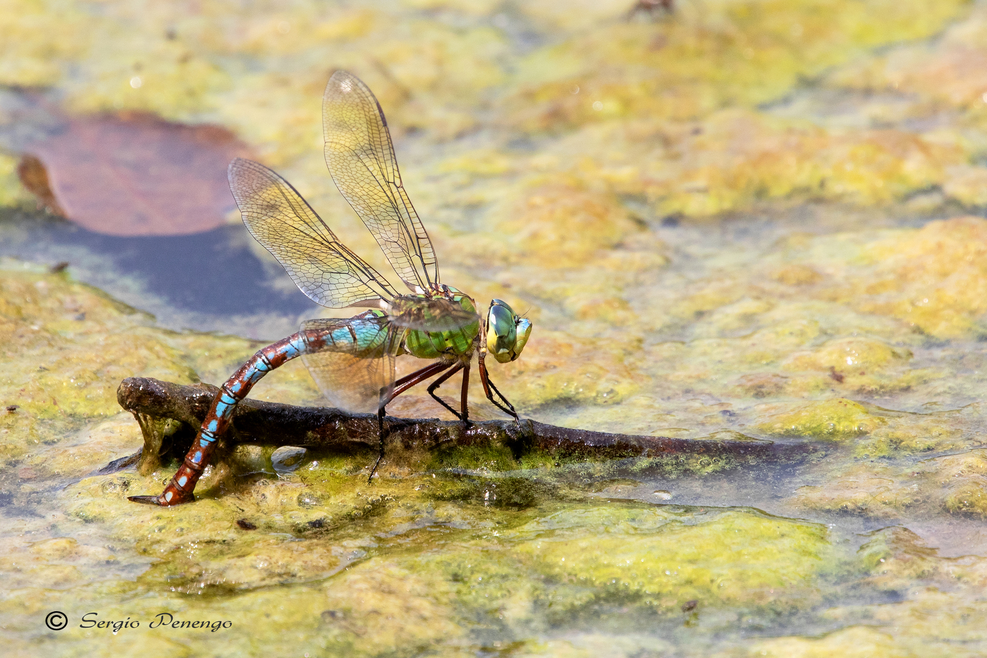 Anax Imperator che depone le uova