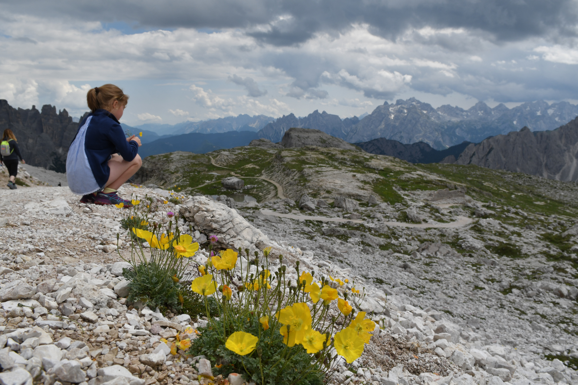 Yellow flowers - Lavaredo Three Peaks park
