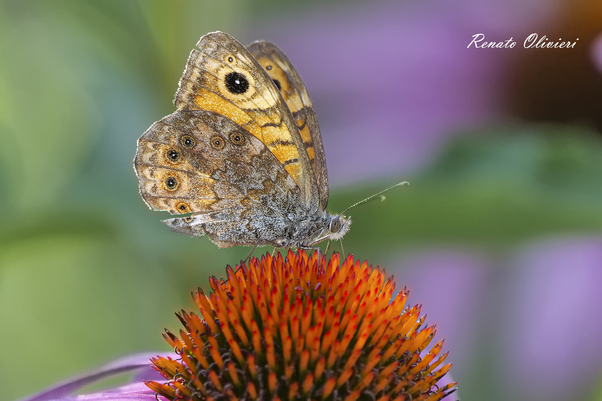 Butterfly on flower