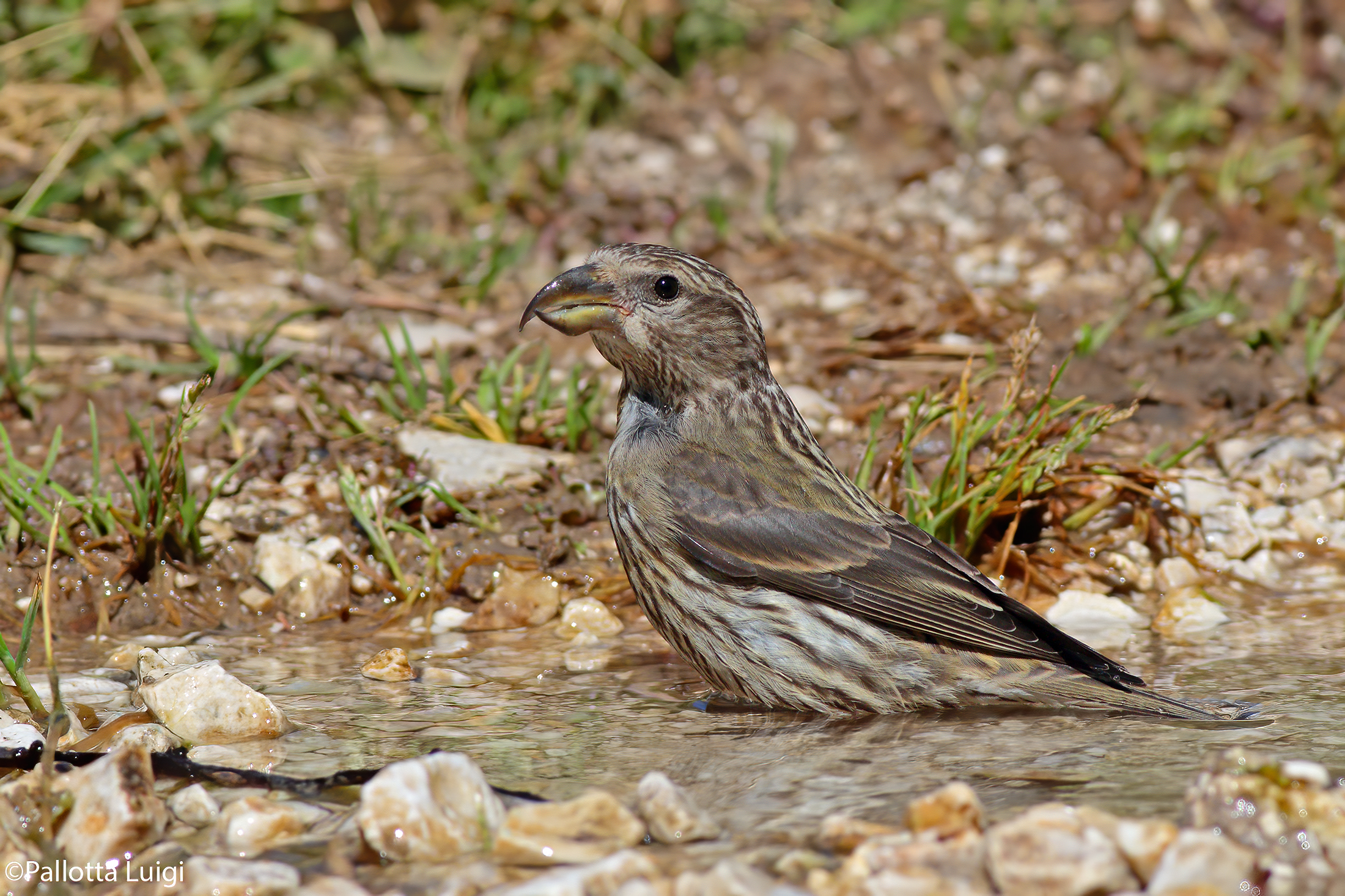 Cruises (Loxia cxurvirostra)