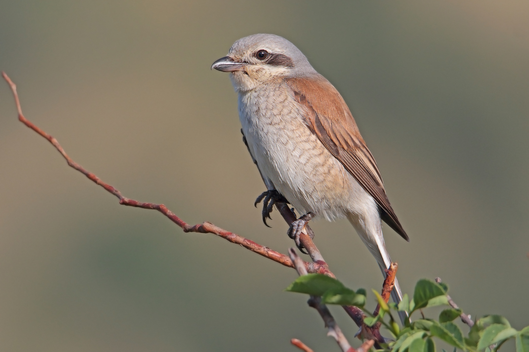 averla piccola femmina alla prima luce del giorno