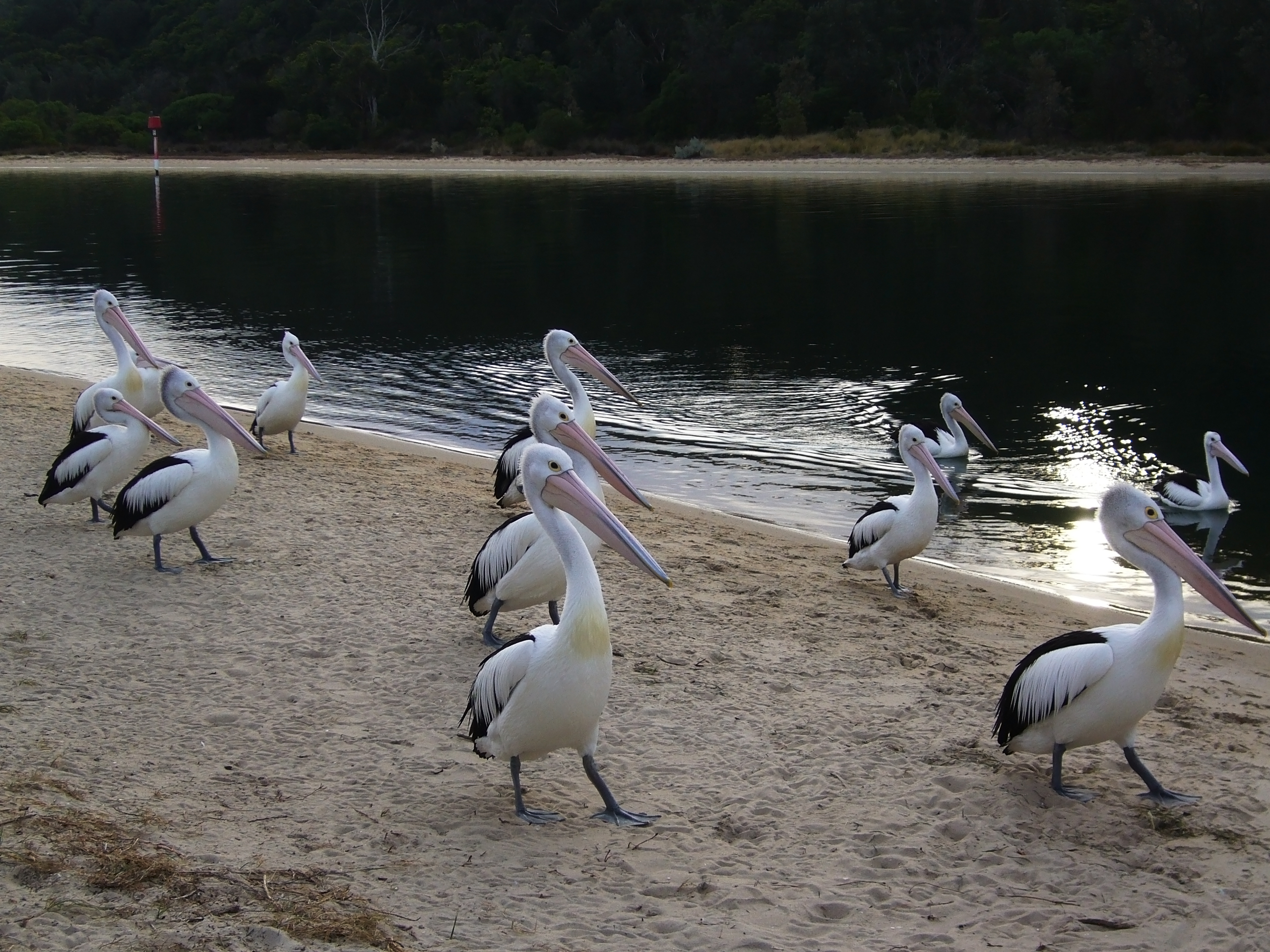 Pellicani Australiani