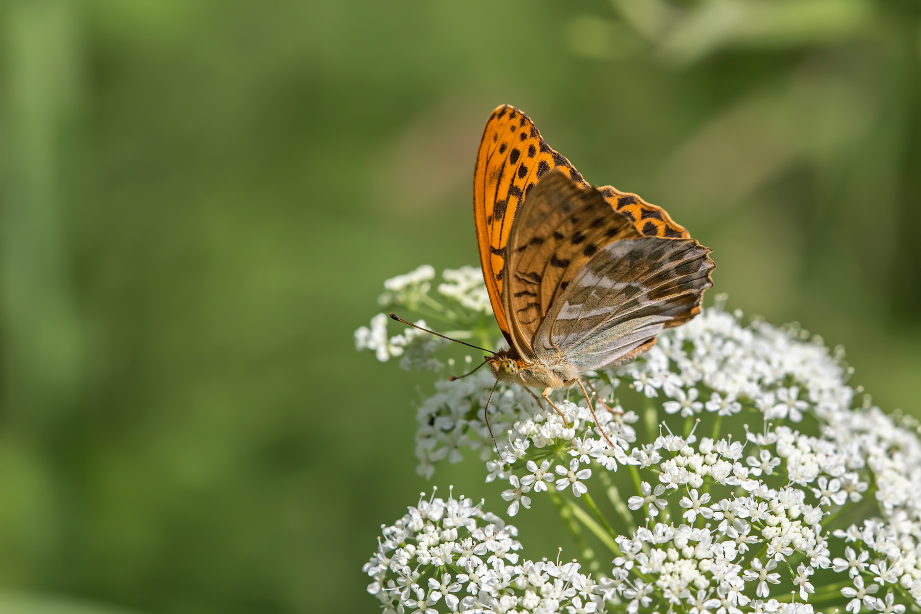 Argynnis paphia