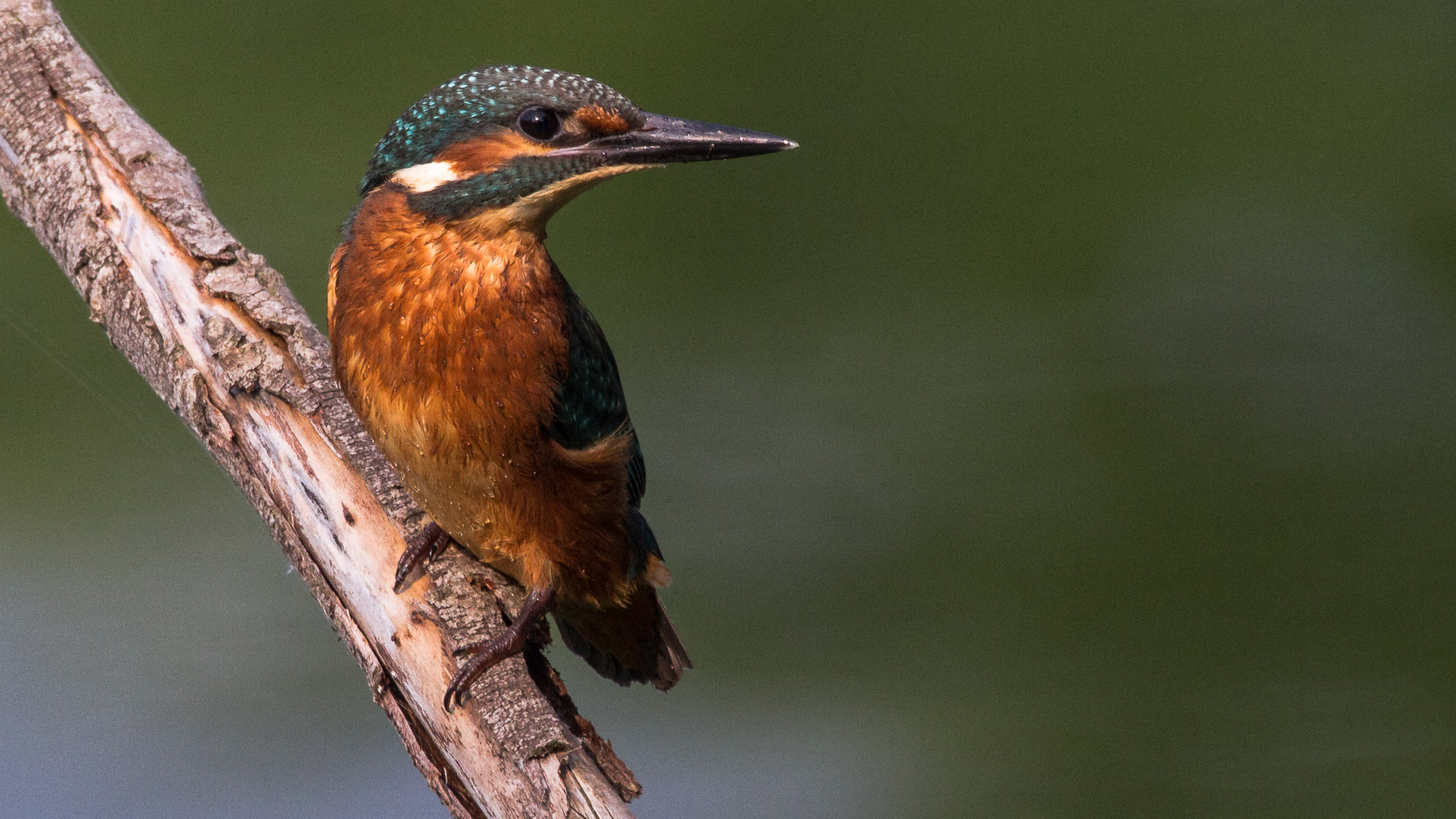 Martin Common or European Fisherman (Alcedo Atthis)