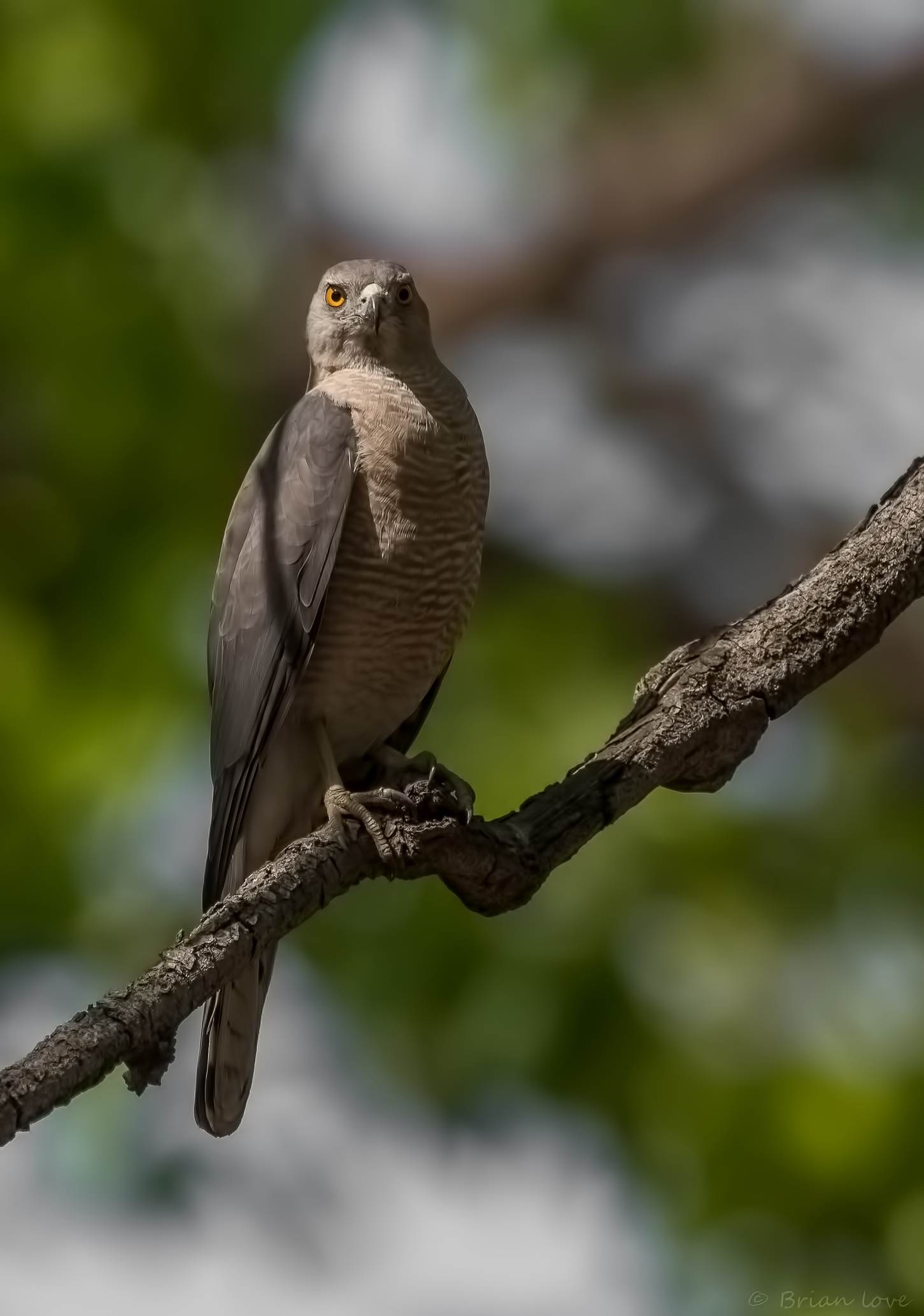 Shikra (Accipiter badius)