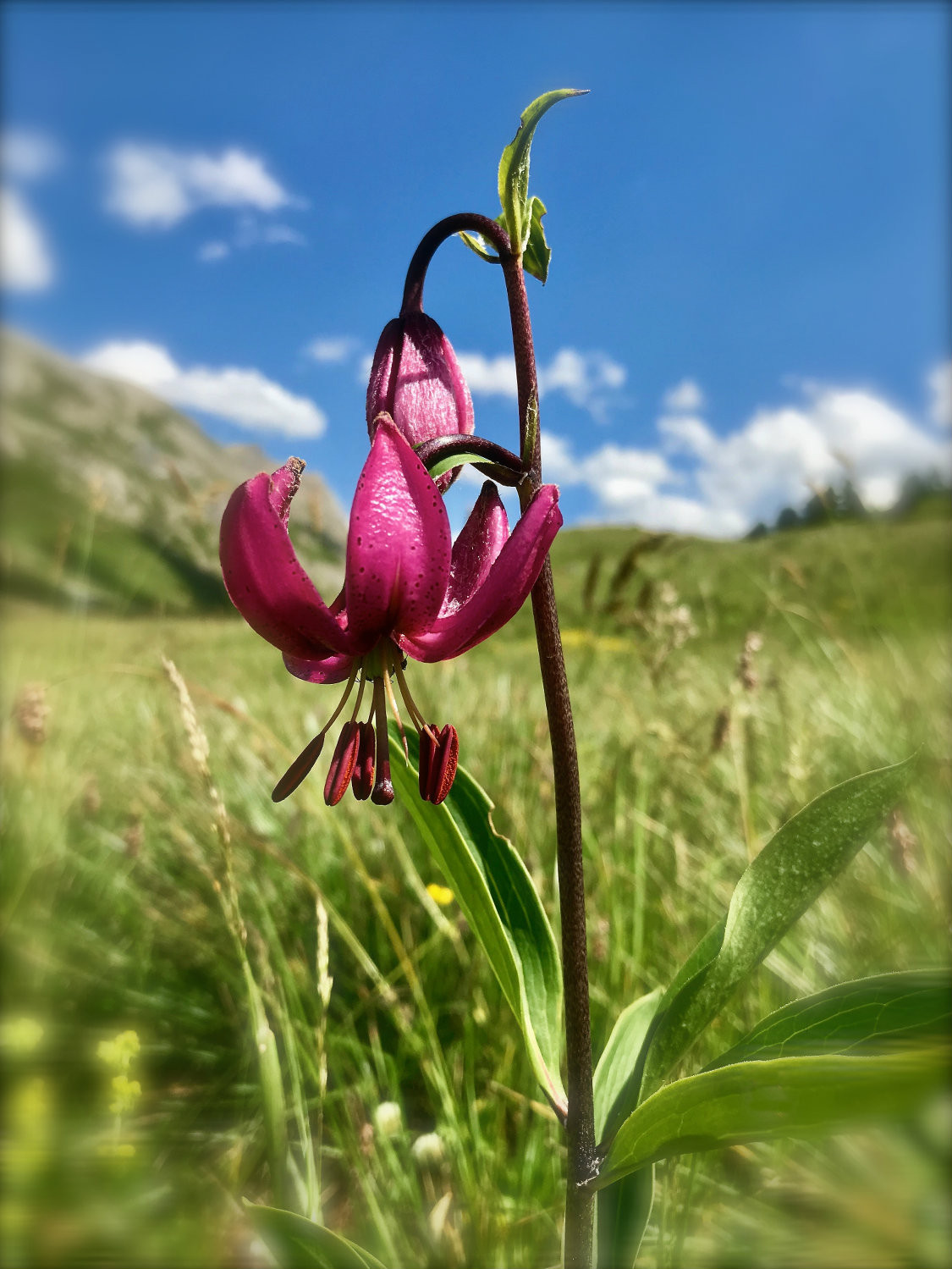 La fierezza del giglio martagone