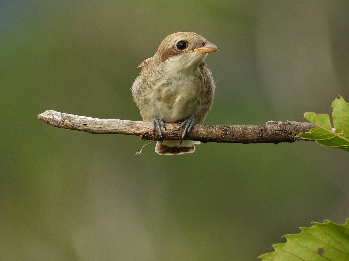Small Averla Chicken