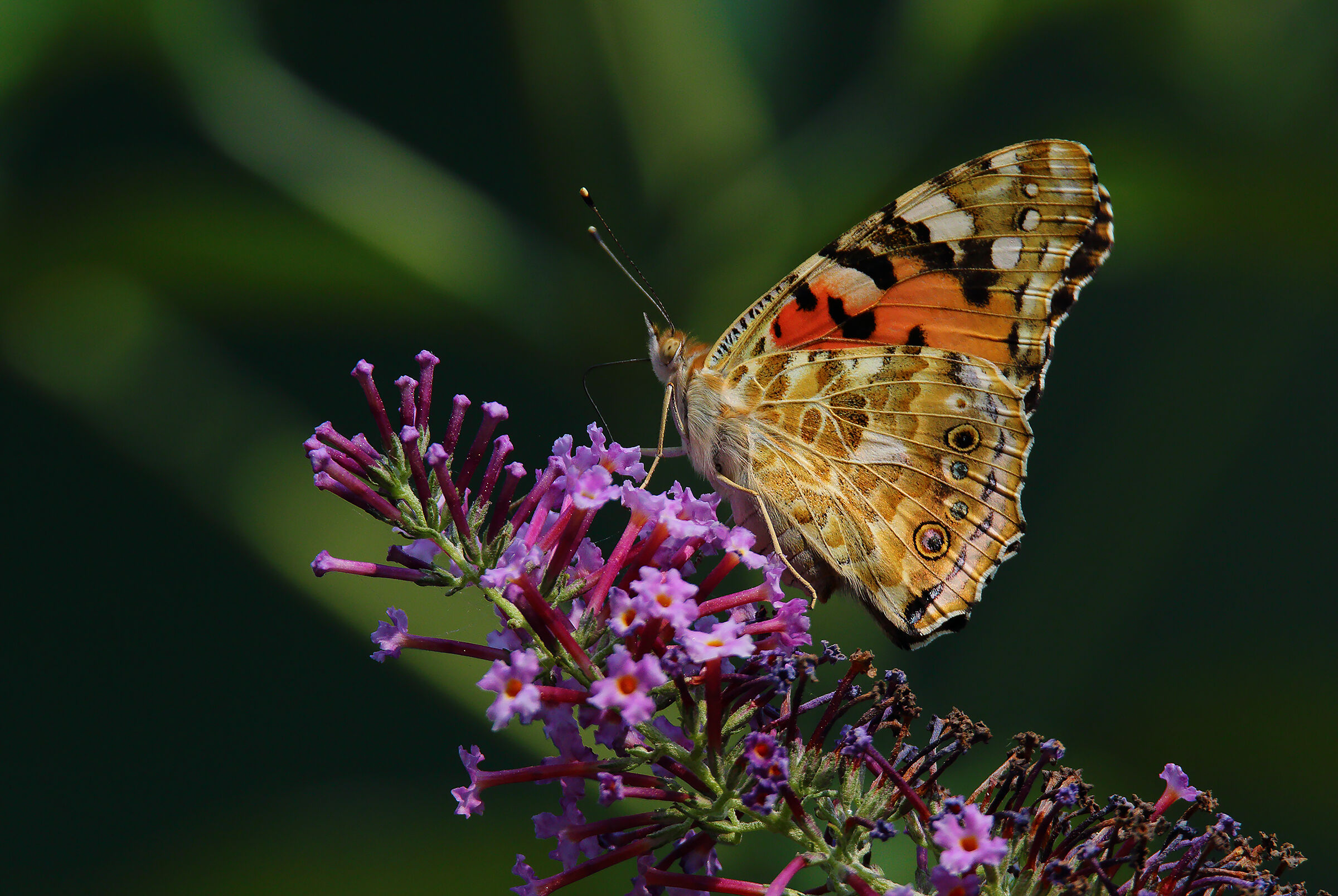 under the midday sun