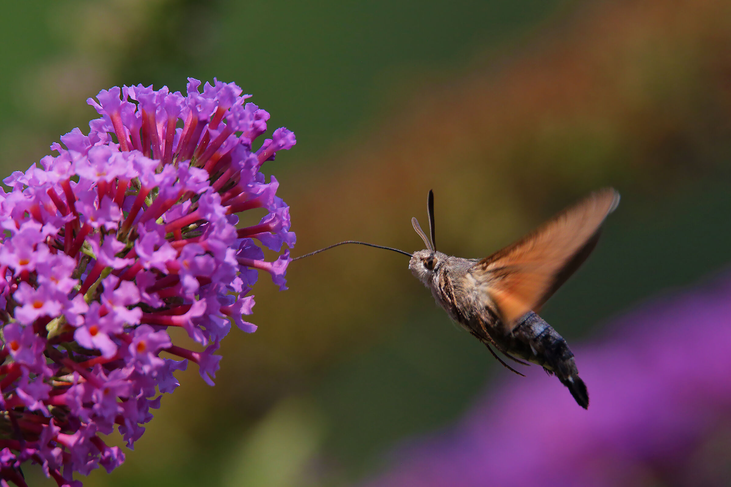 the flight of the sphinx