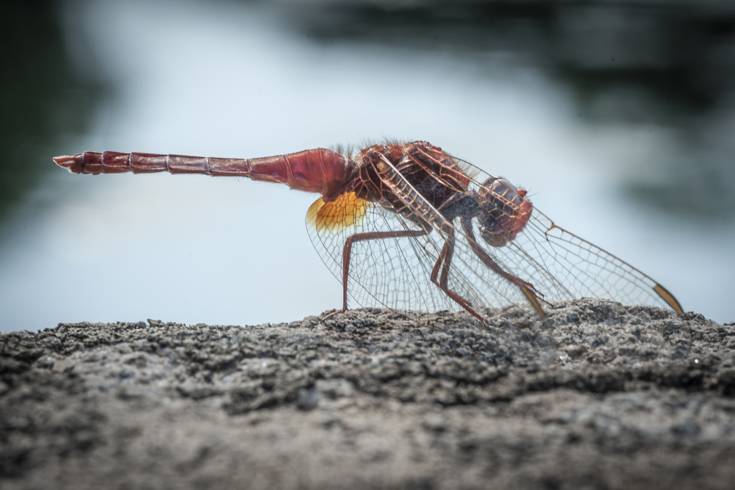 VILLA LANTE LIBELLULA -Bagnaia (VT) remapped