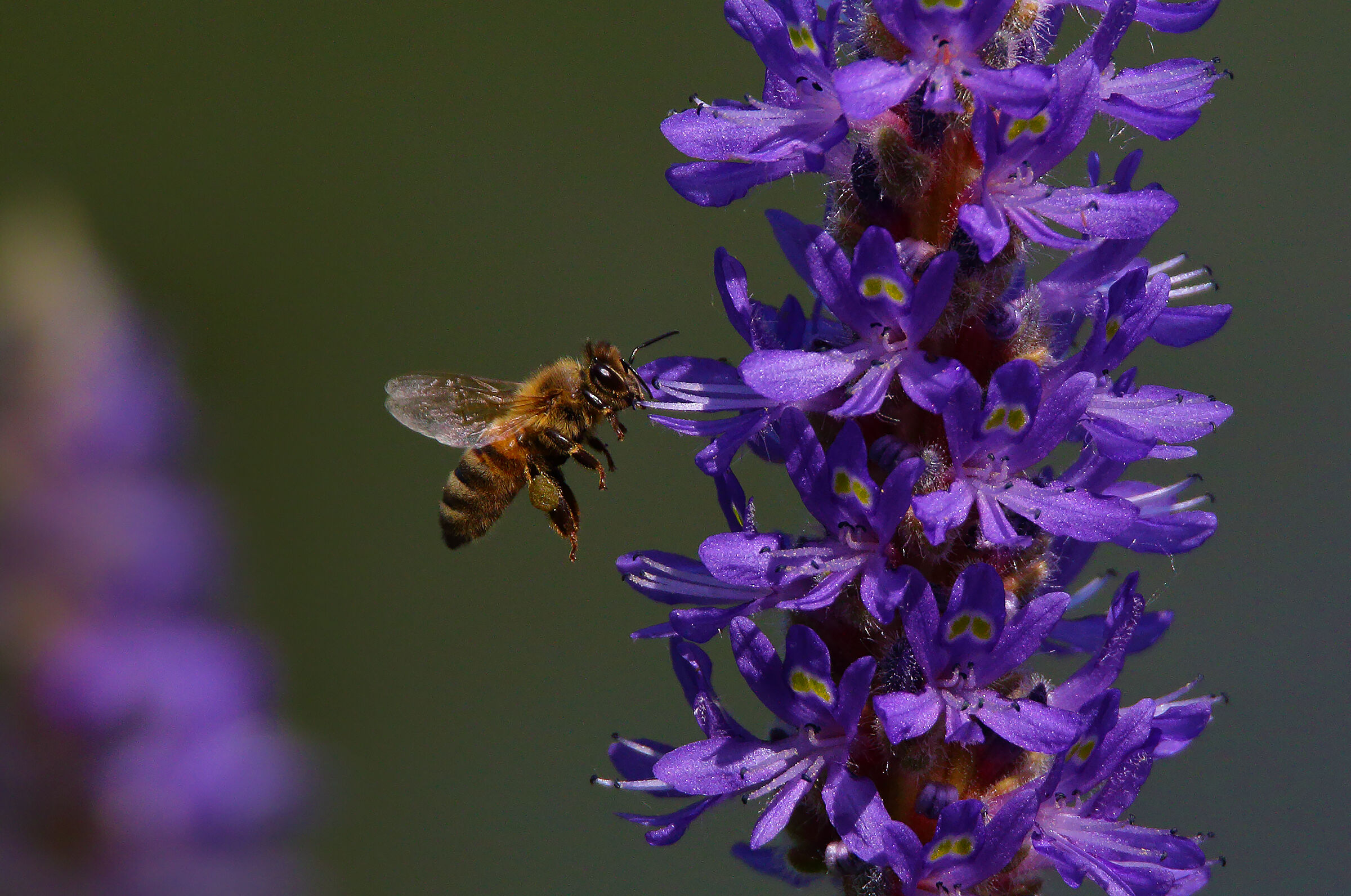 between the purple...