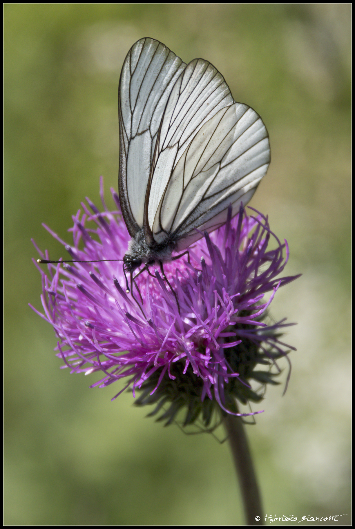 Leggerezza di montagna