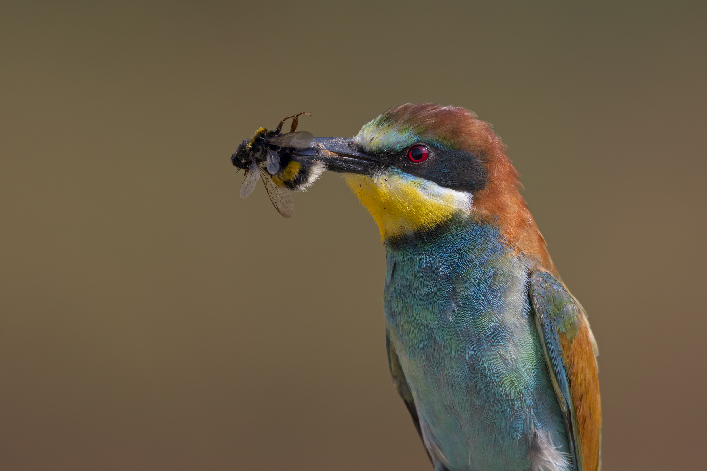 Gruccione with bumblebee