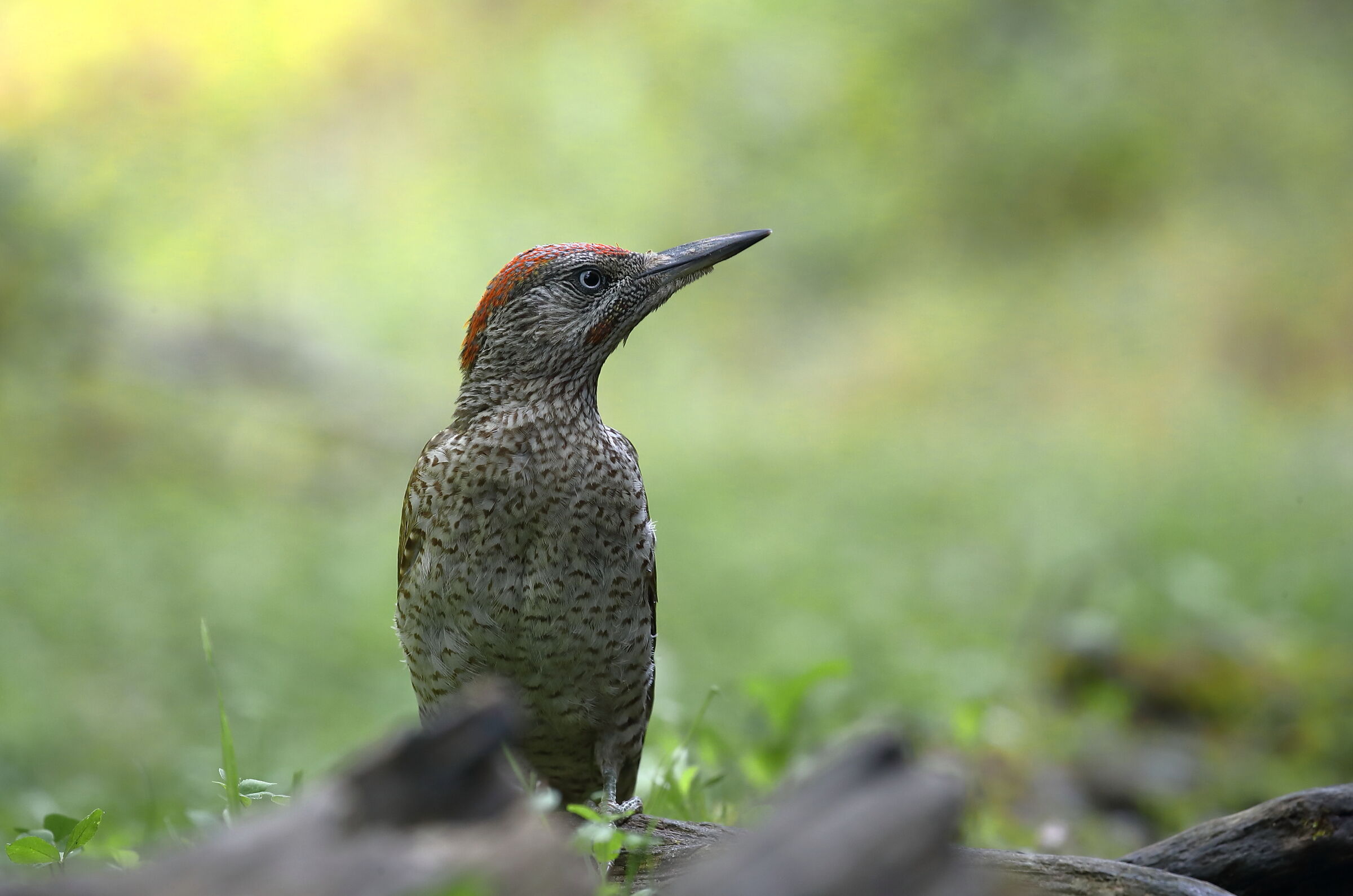 Young green woodpecker
