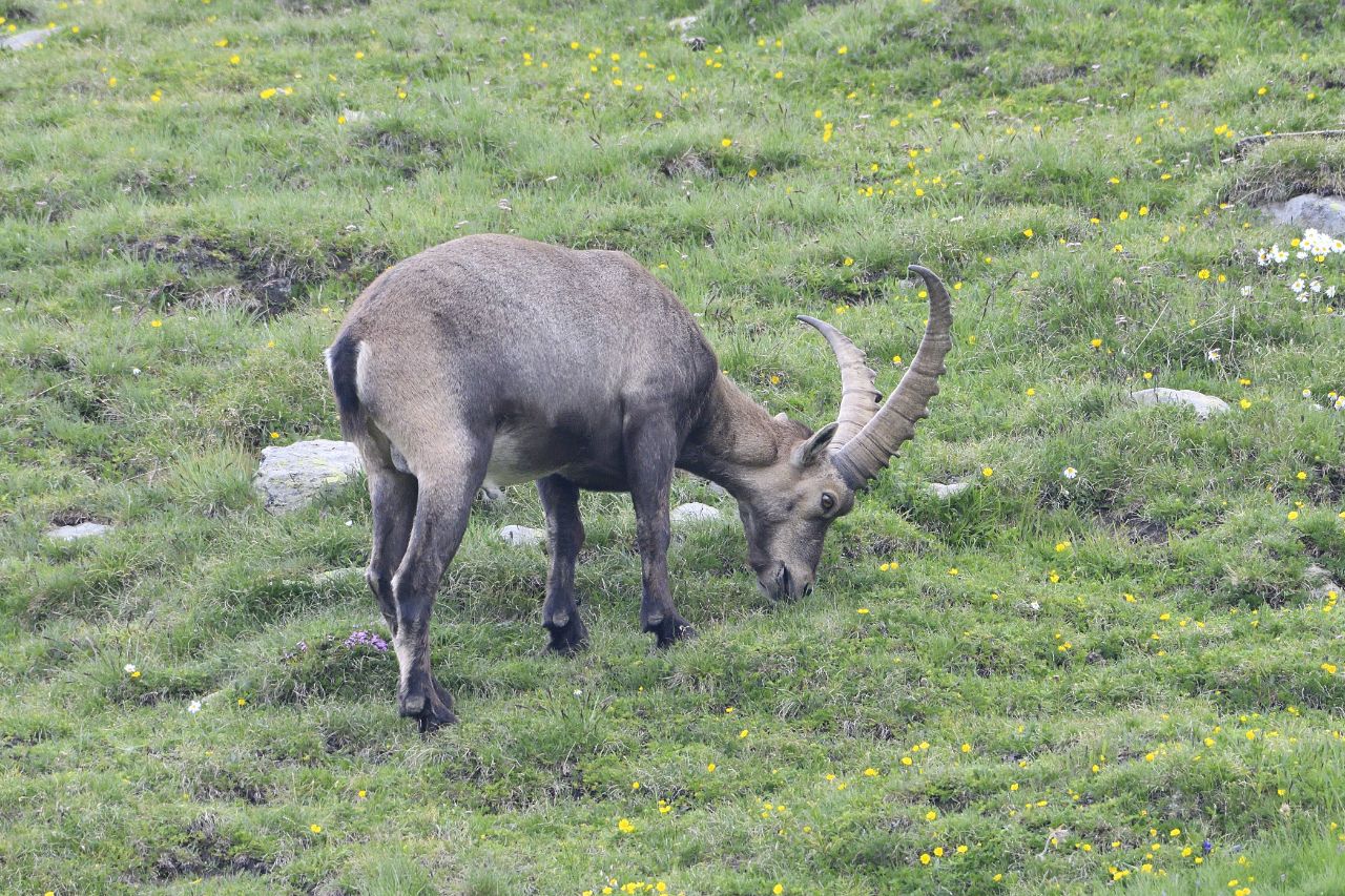 Ibex