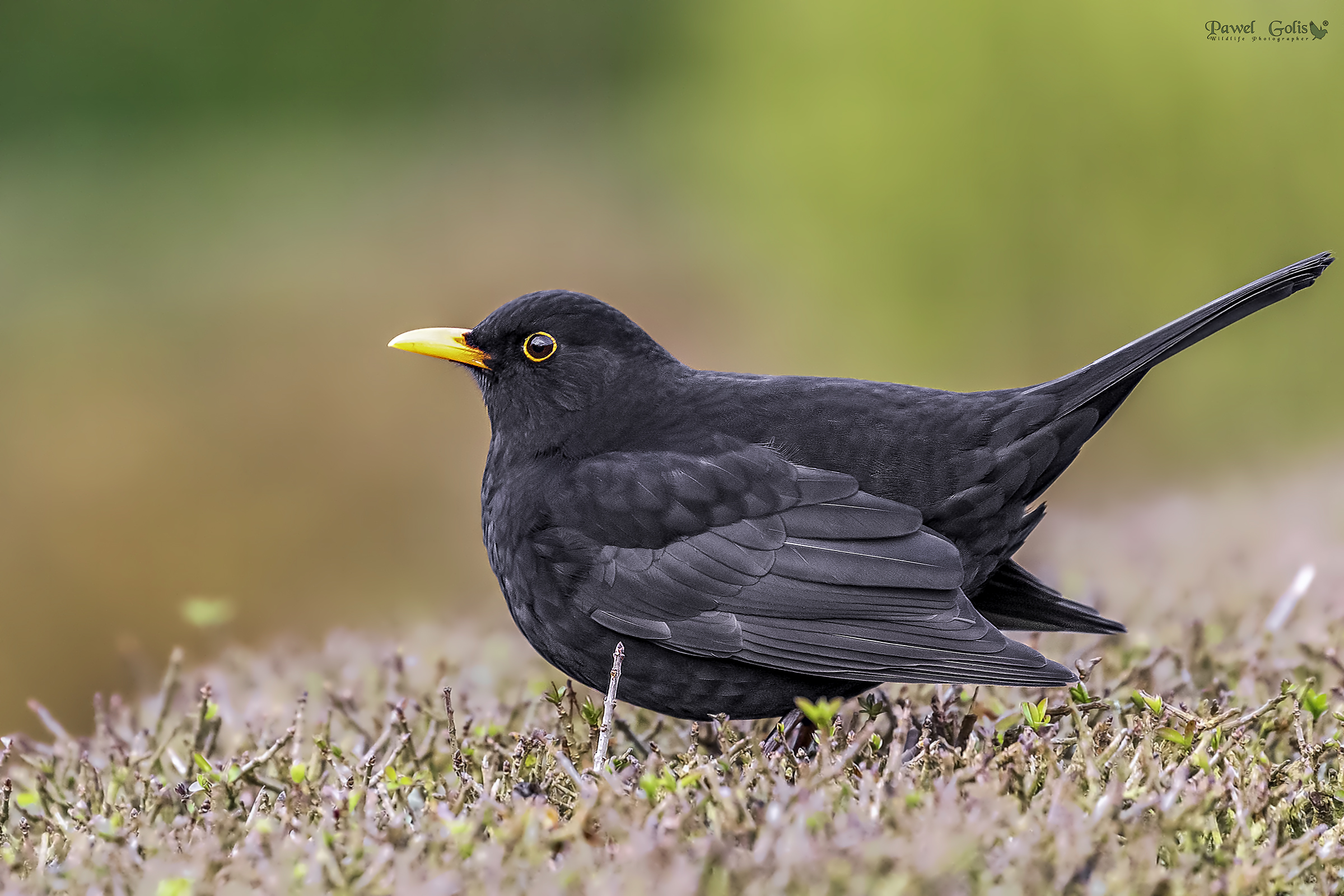 Uccello nero comune (Turdus merula)