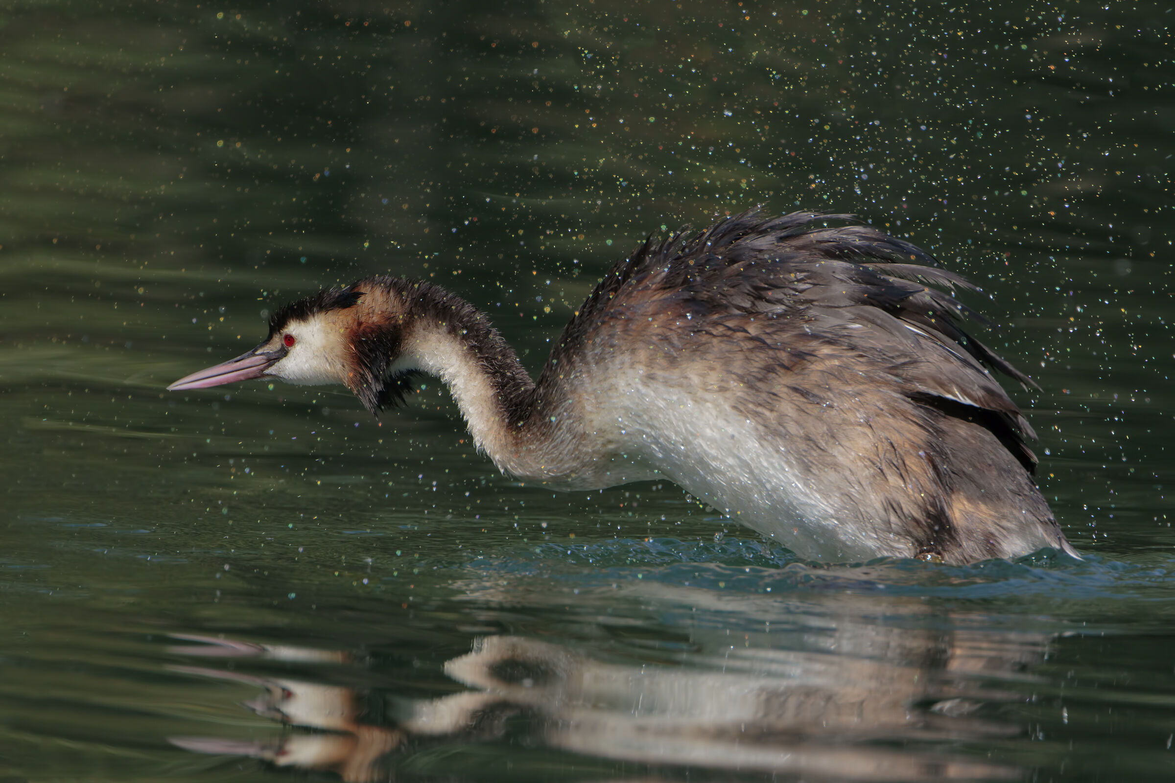 Una bella scrollatina .....