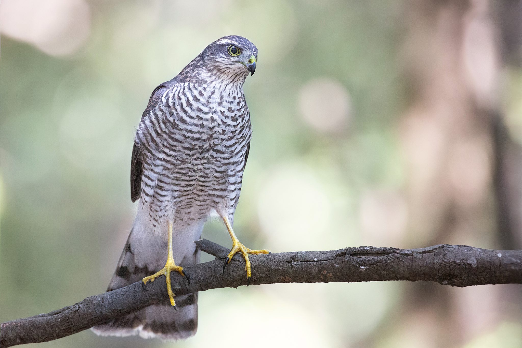 Sparviere (Wild) - Monti Martani