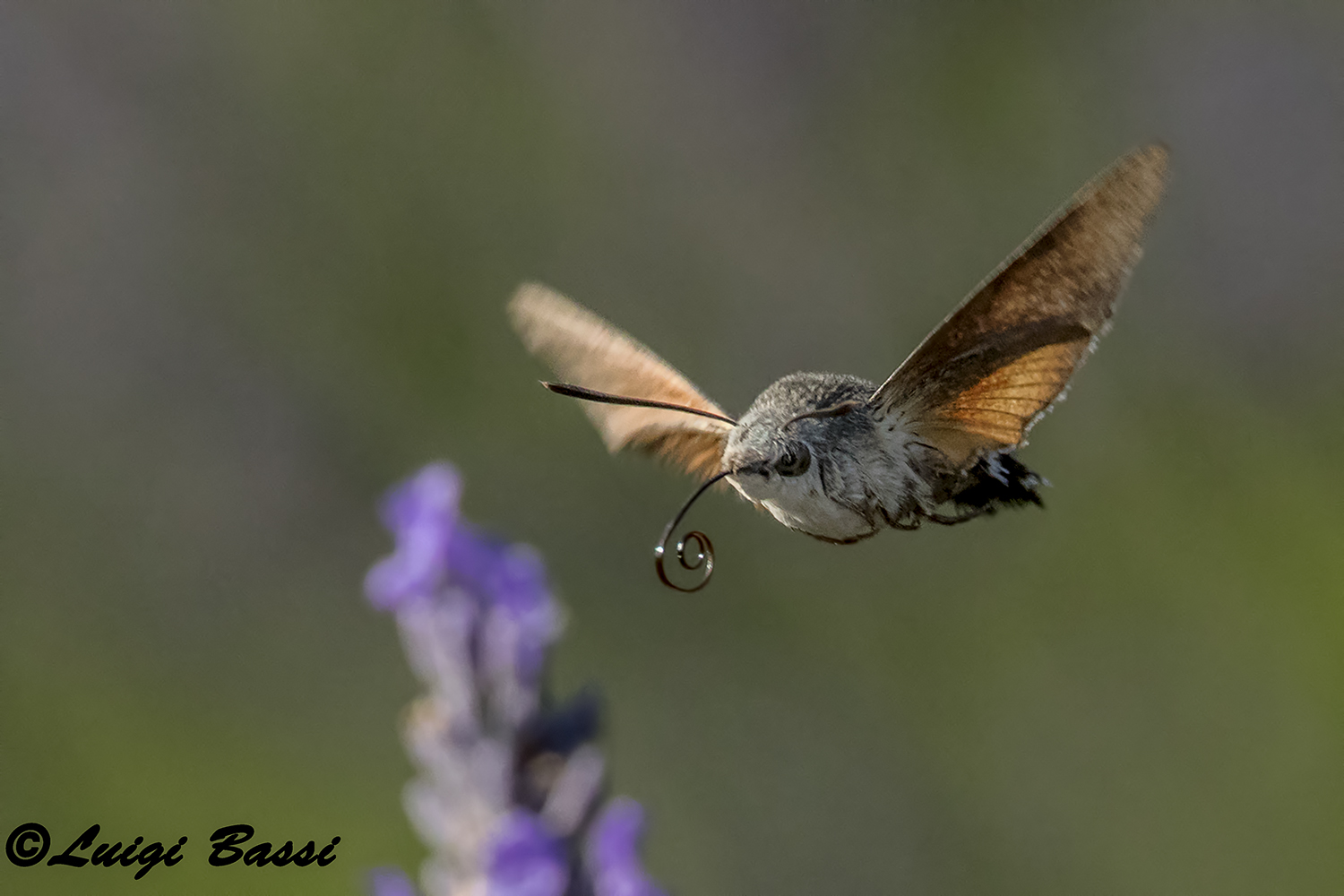 Insetto Colibrì