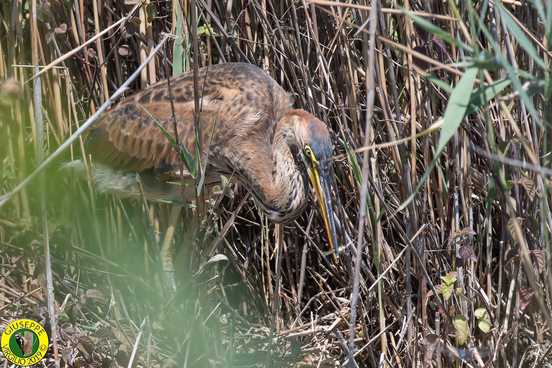 Airone Rosso (Sardegna) 2019