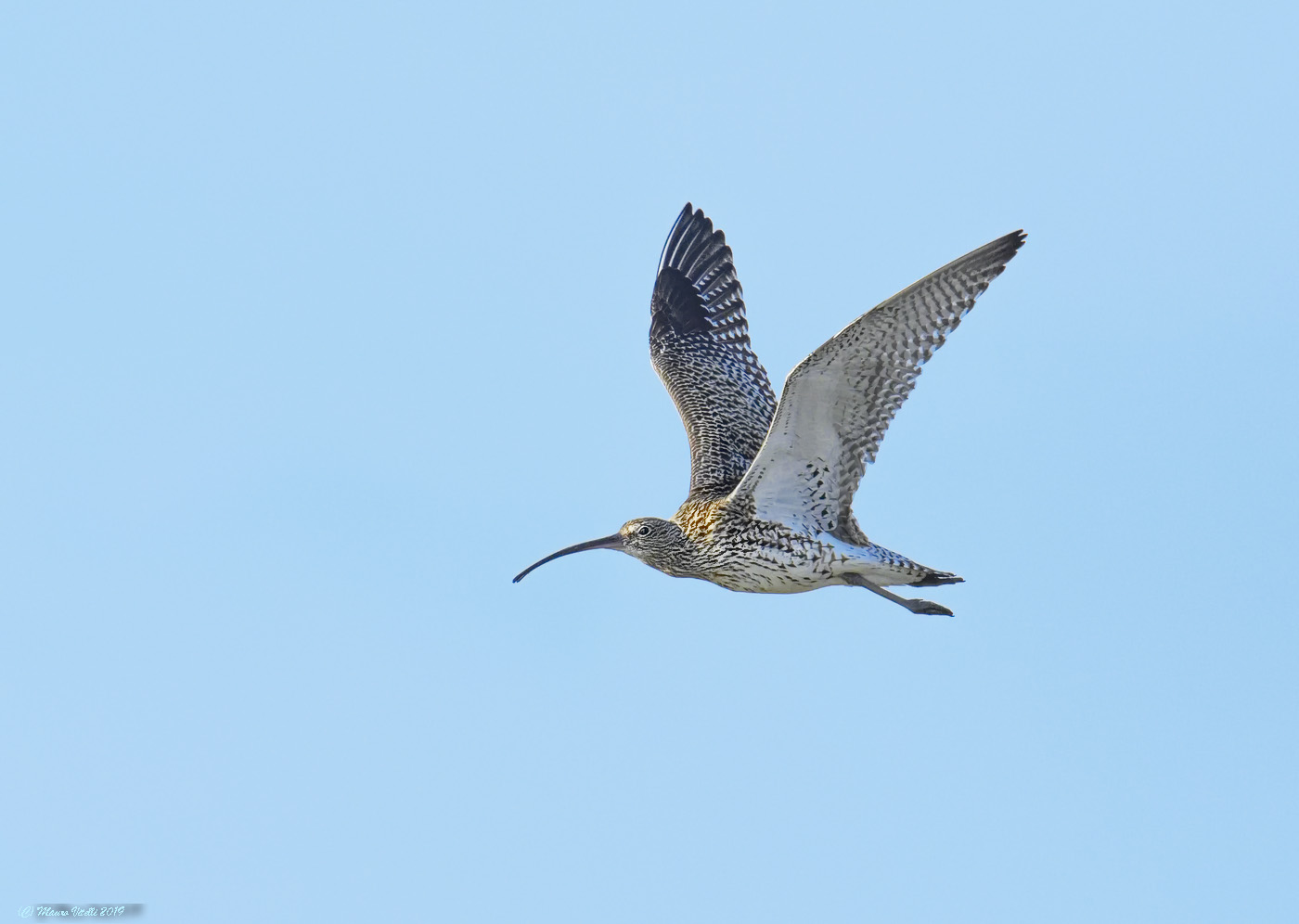 Chiurlo maggiore ( Numenius arquata)
