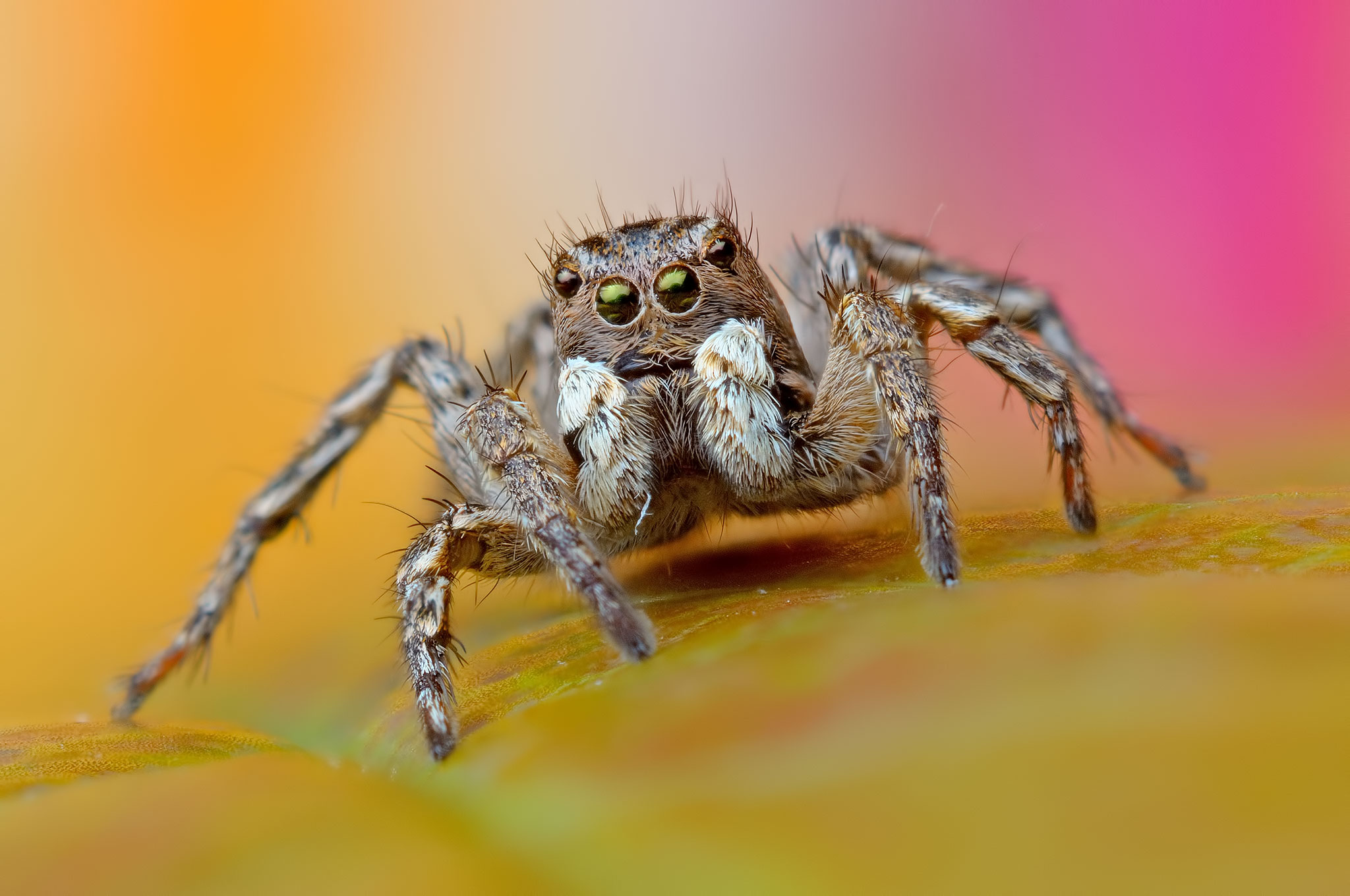 Salticidae