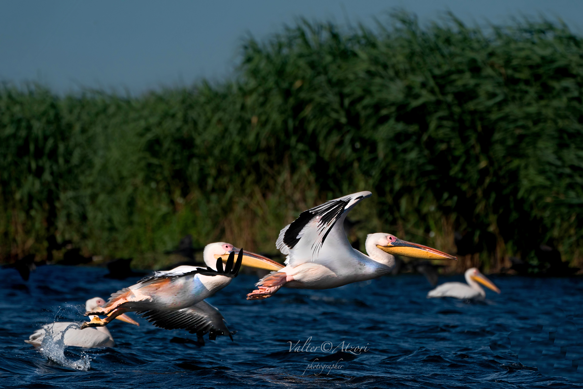 Pellicani allo stacco