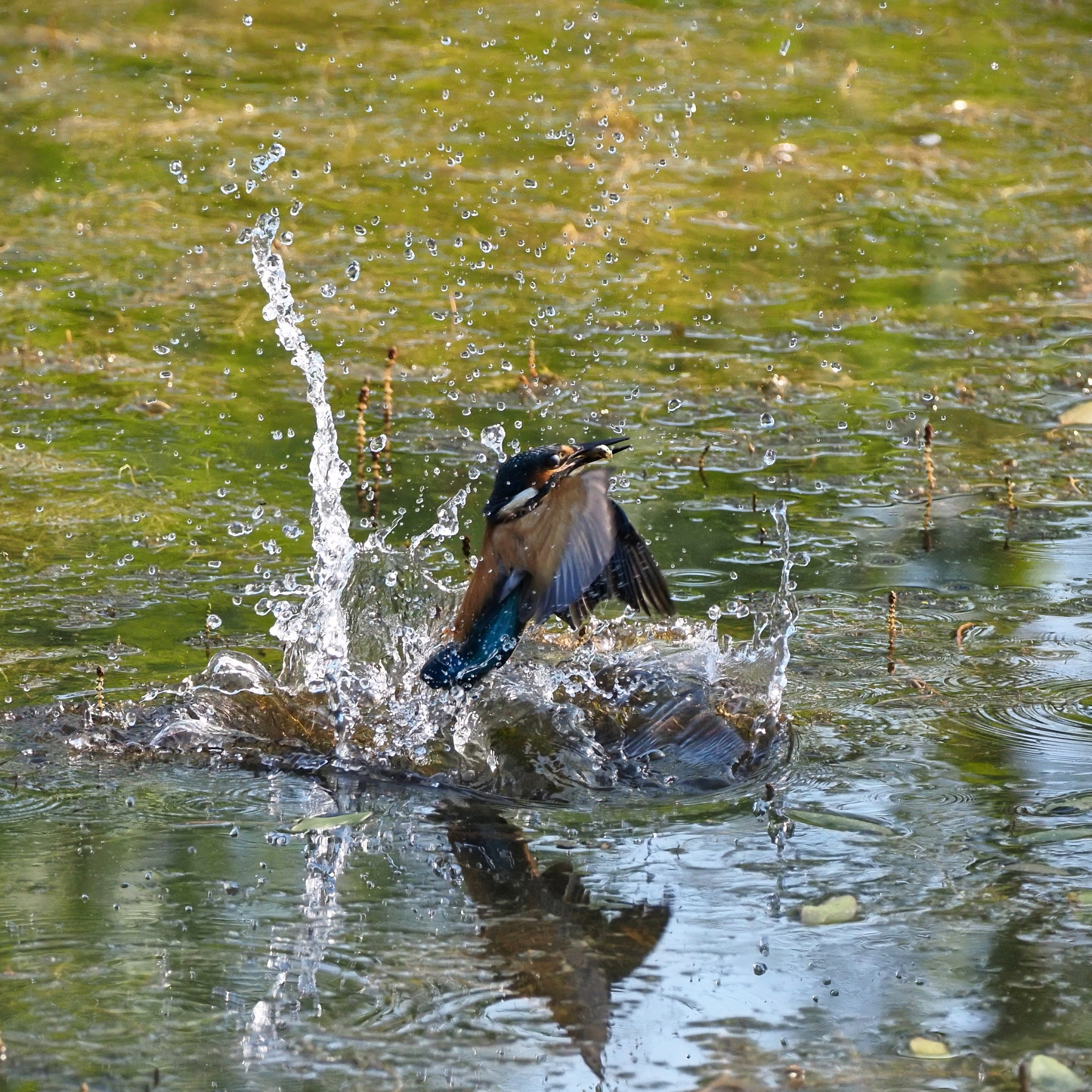 he does it for a living