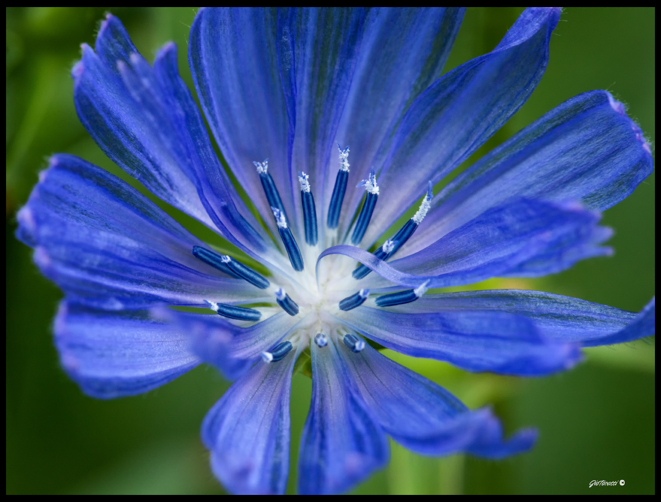 intybus del Cichorium