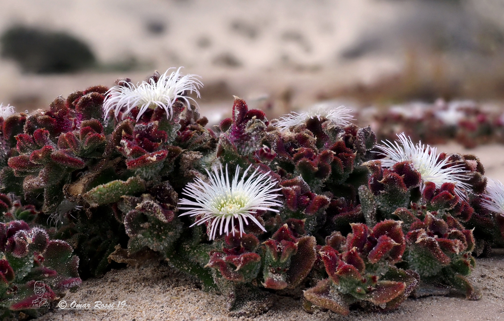 Fiori da spiaggia