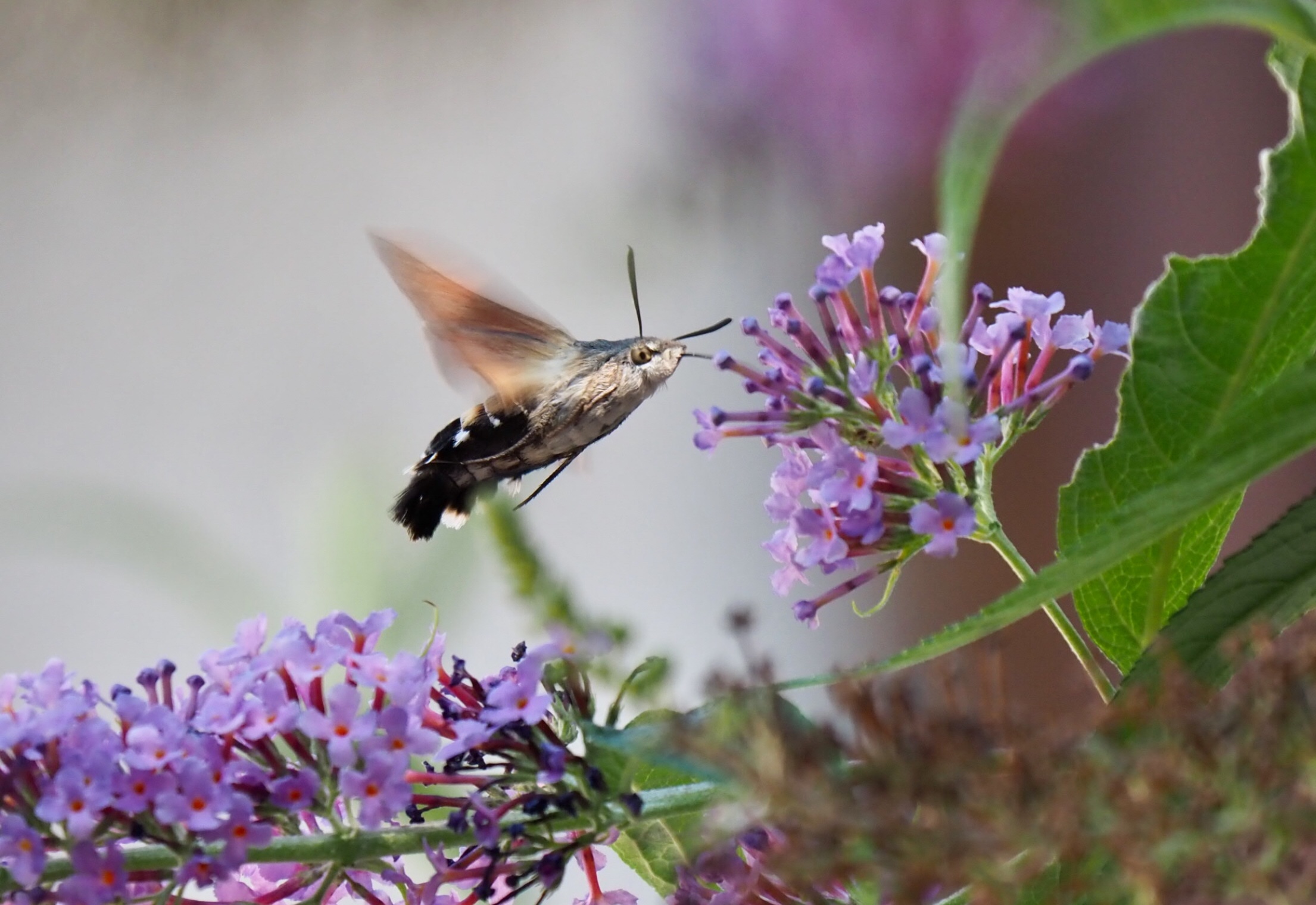 The sphinx and the butterfly tree