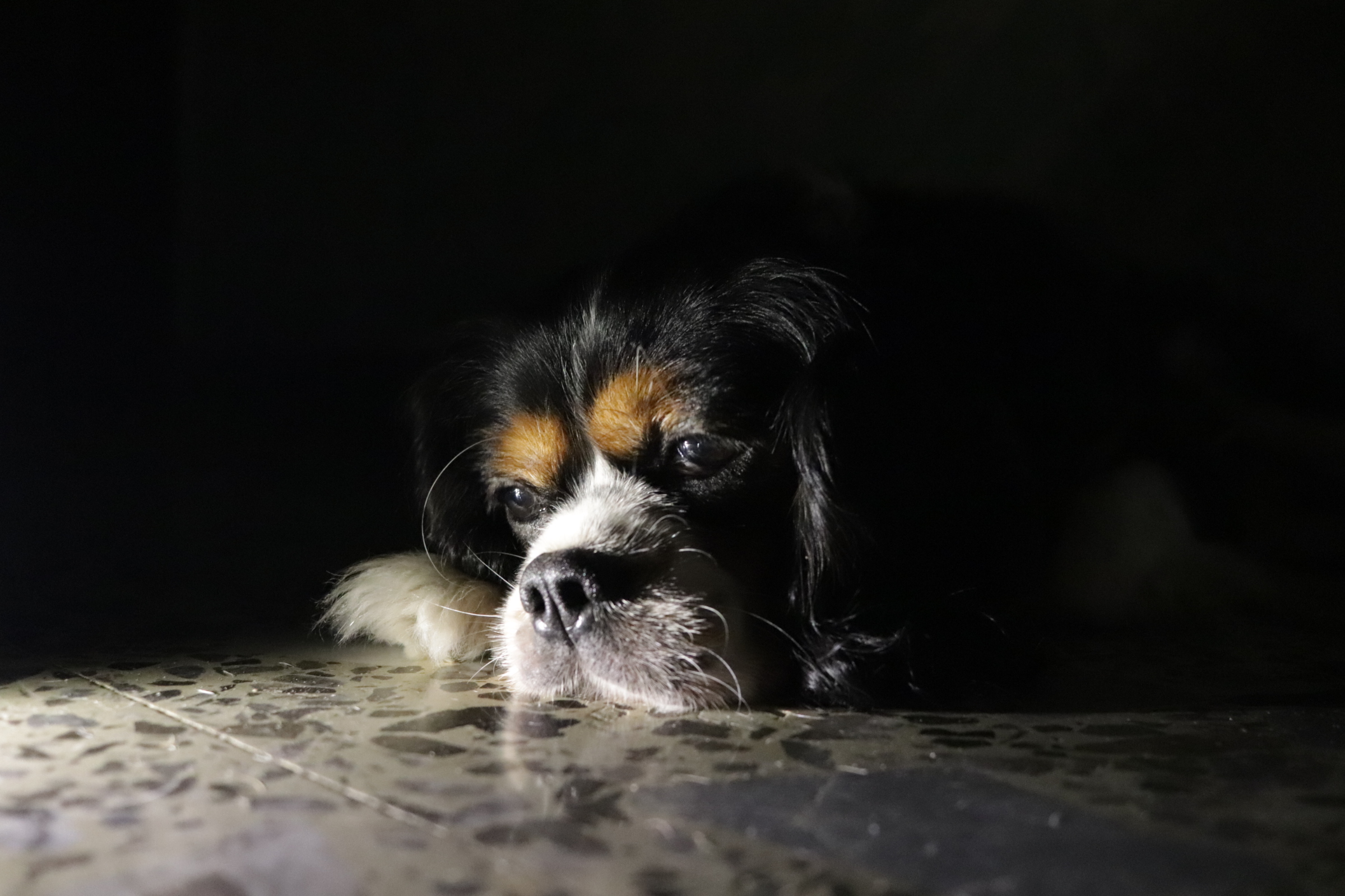 Bernie in chiaroscuro