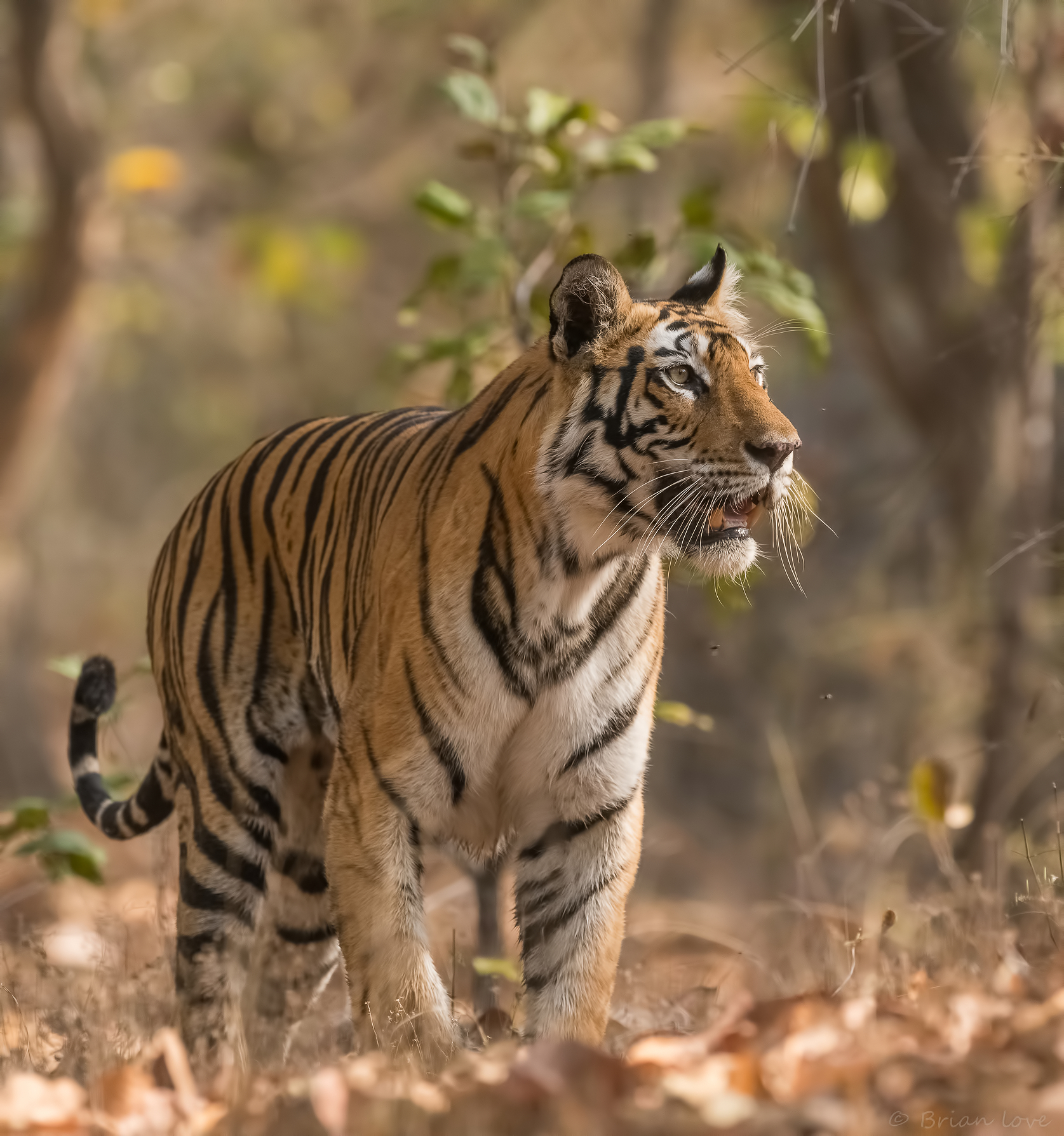 HRH - Her Royal Highness!