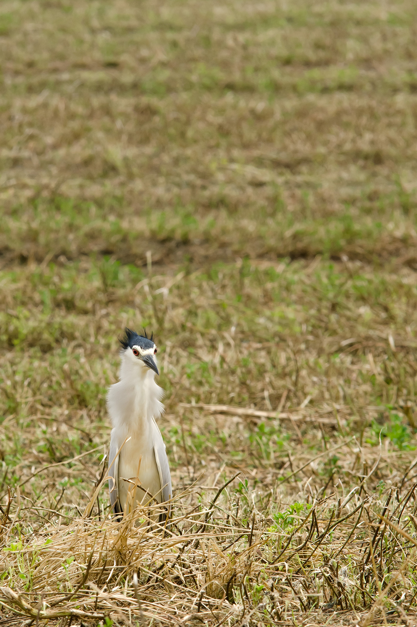 Nitticora Spettinata