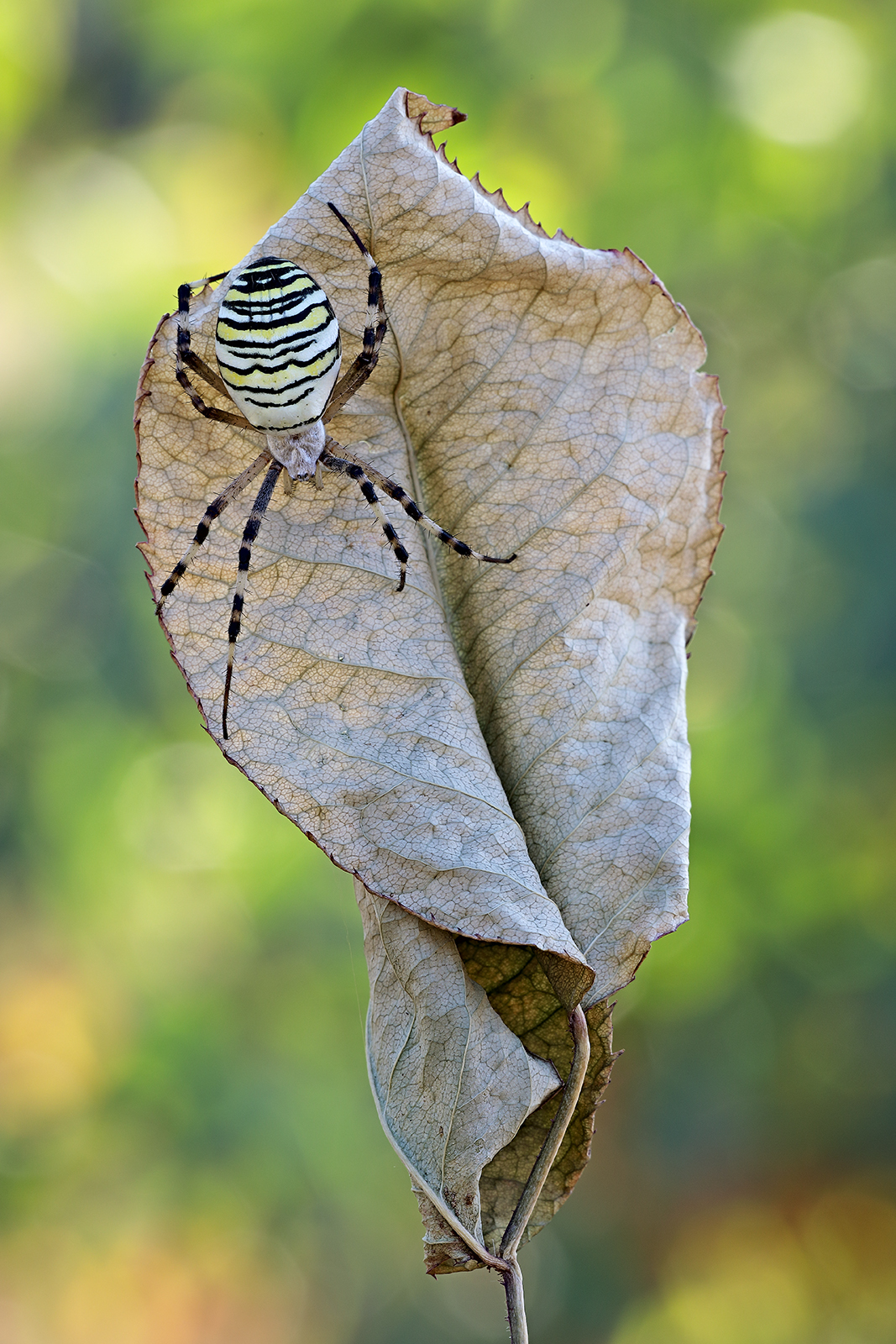 Argiope