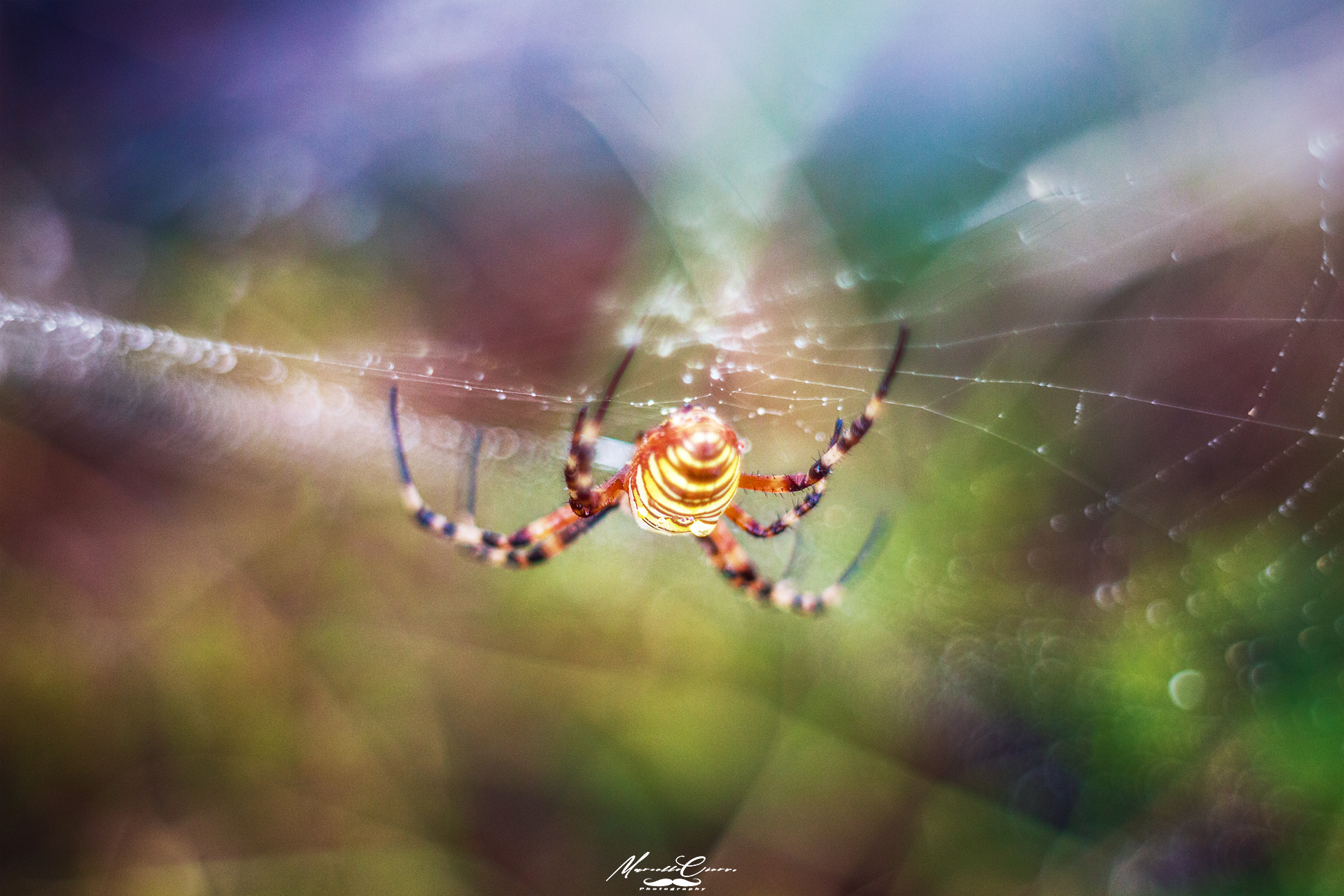 Argiope woman