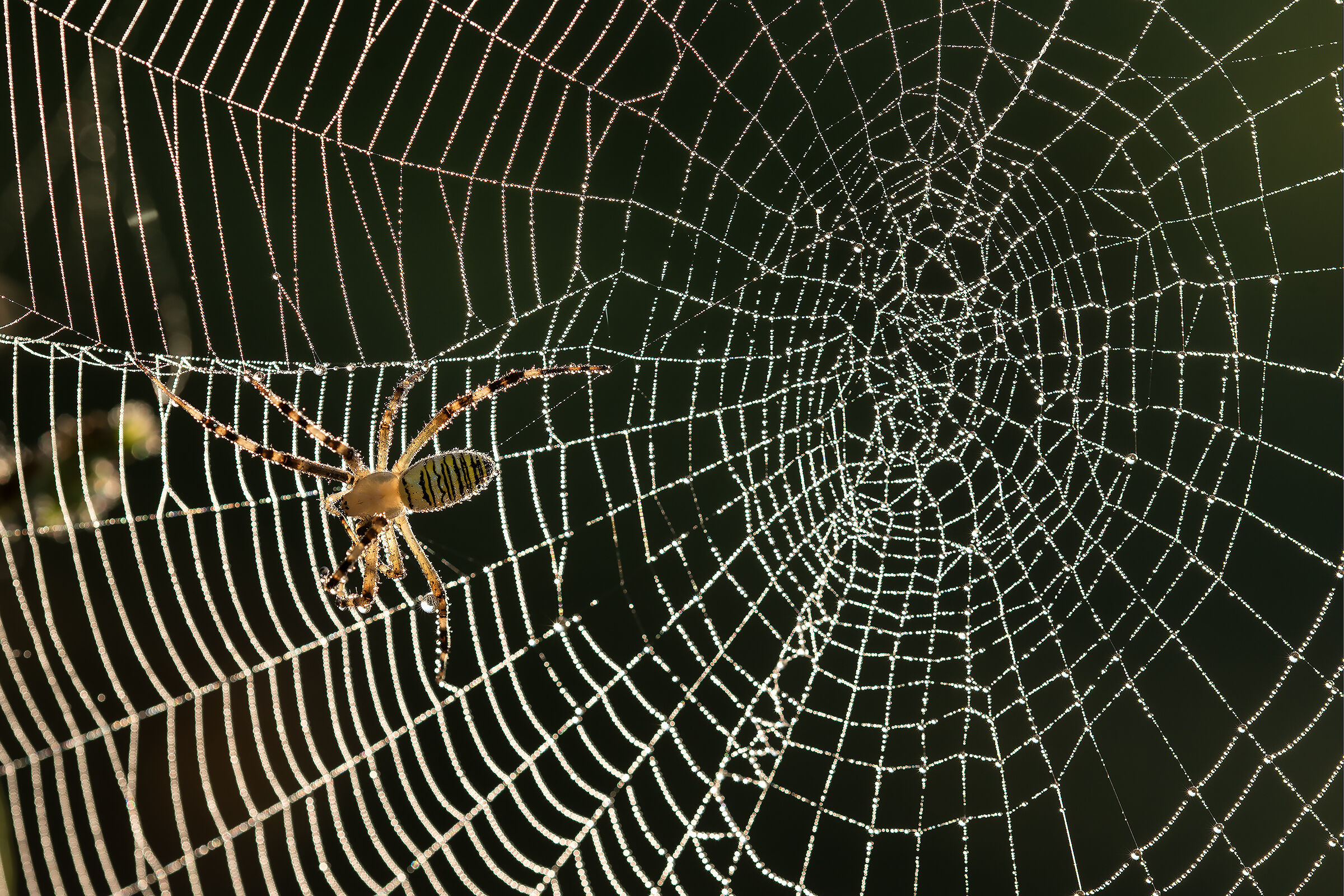 Bruennichi argiope