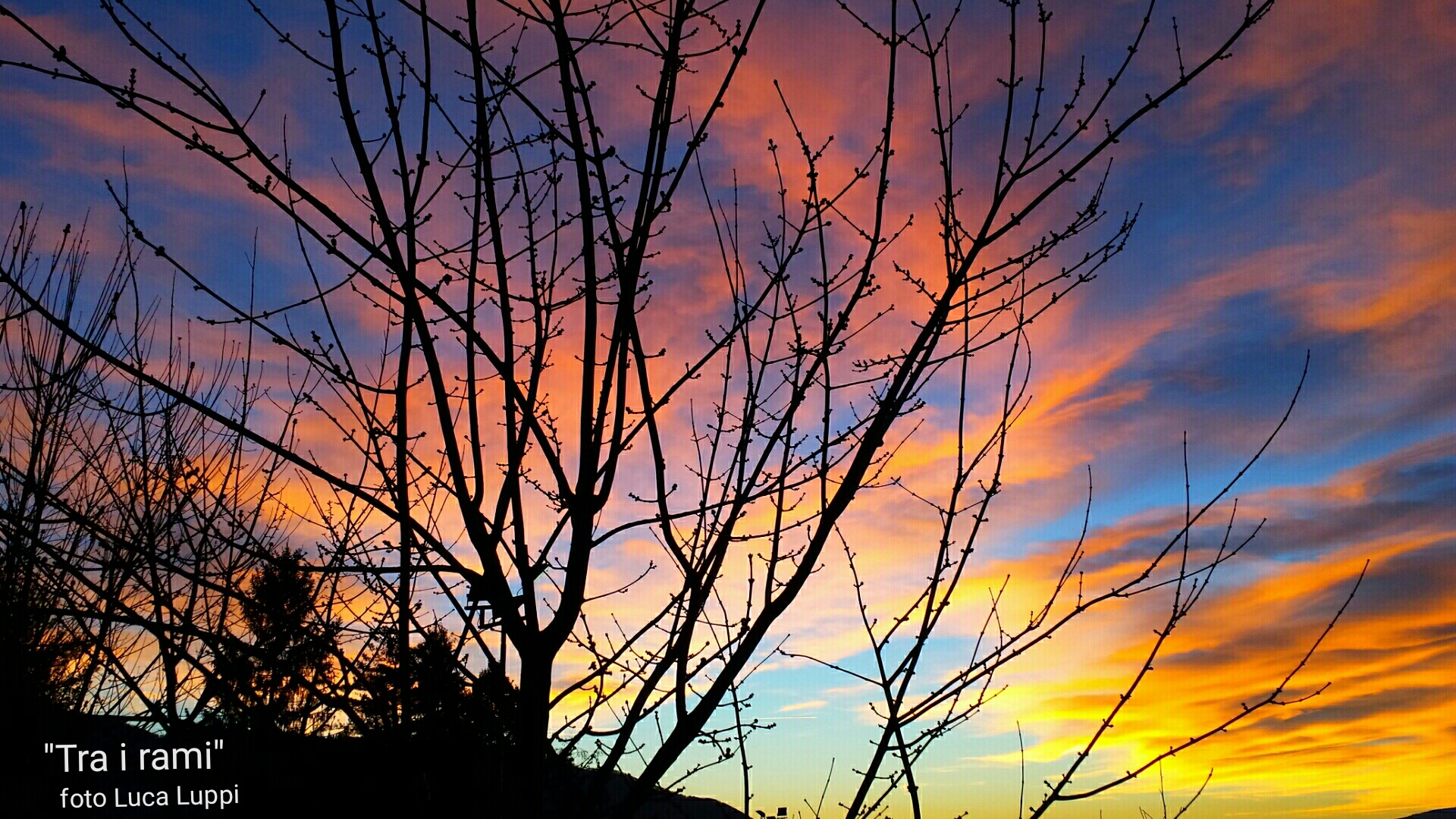 Tra i rami