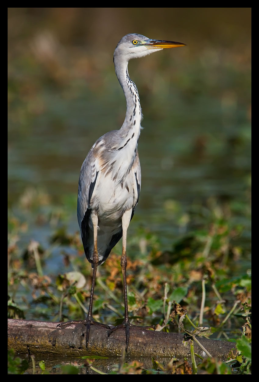 Grey Heron