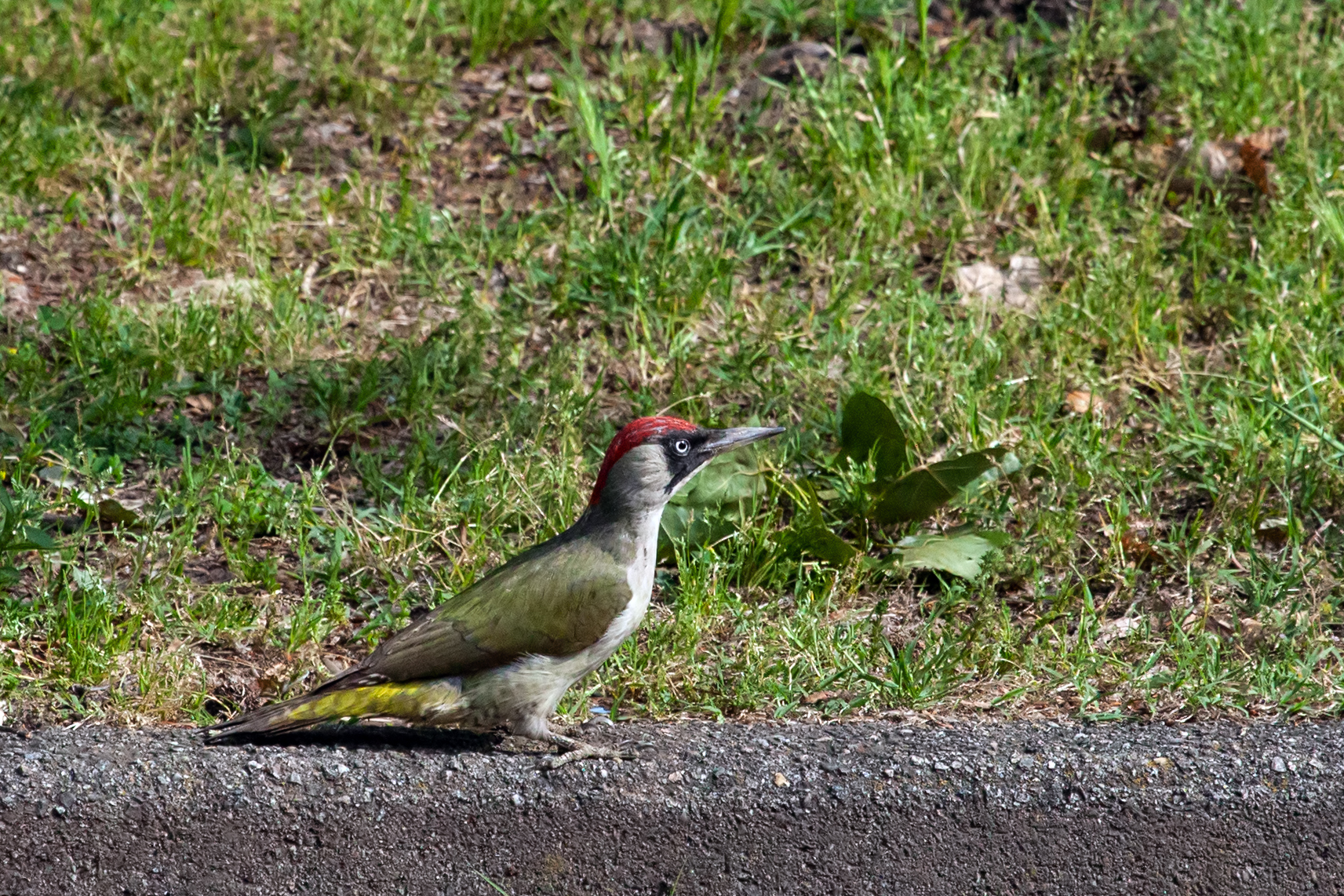 Green woodpecker