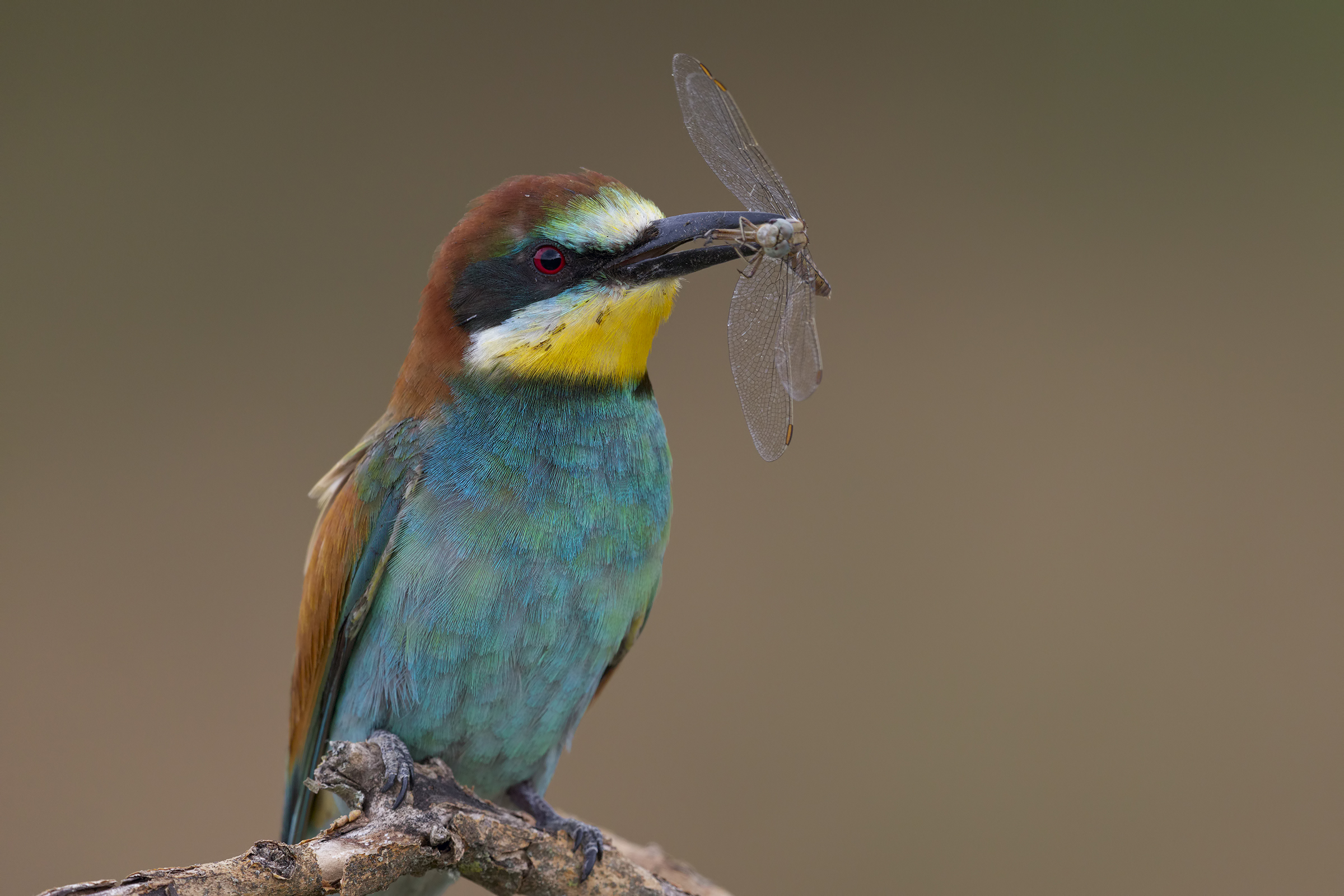 Bee-eater