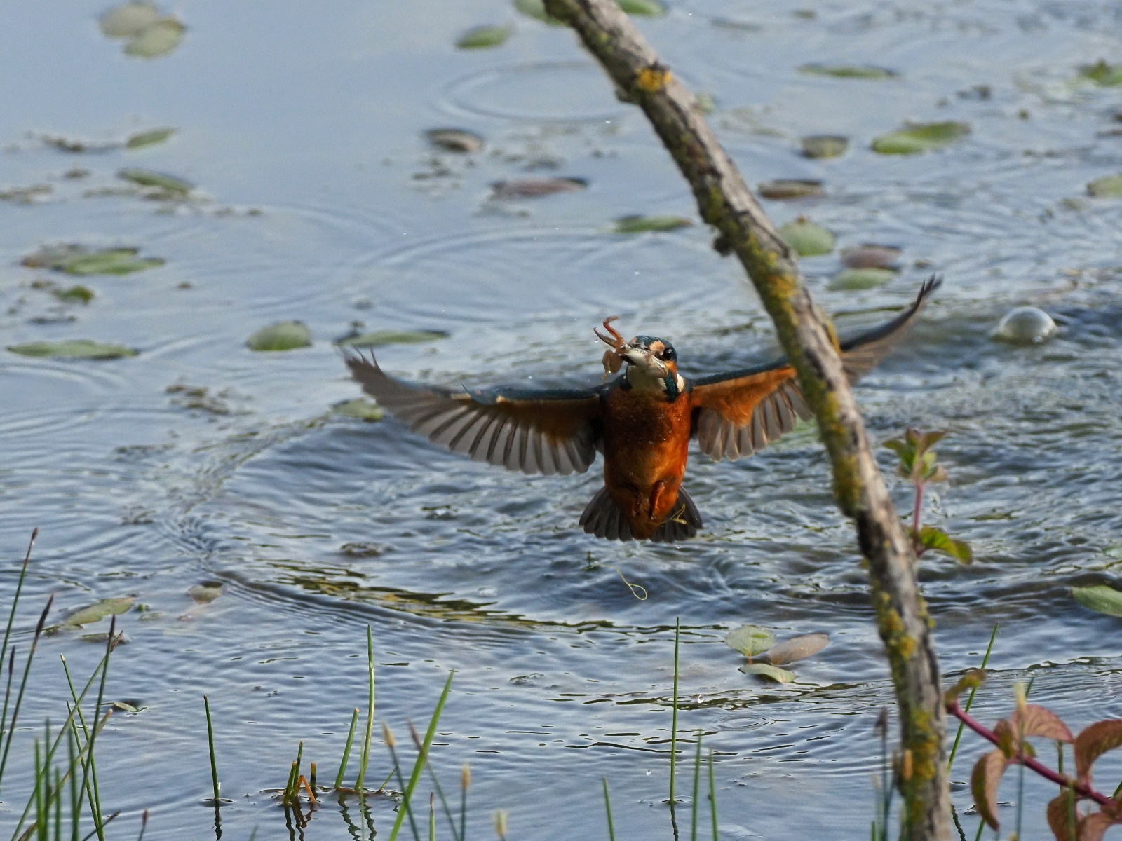 una bella ranetta per cena