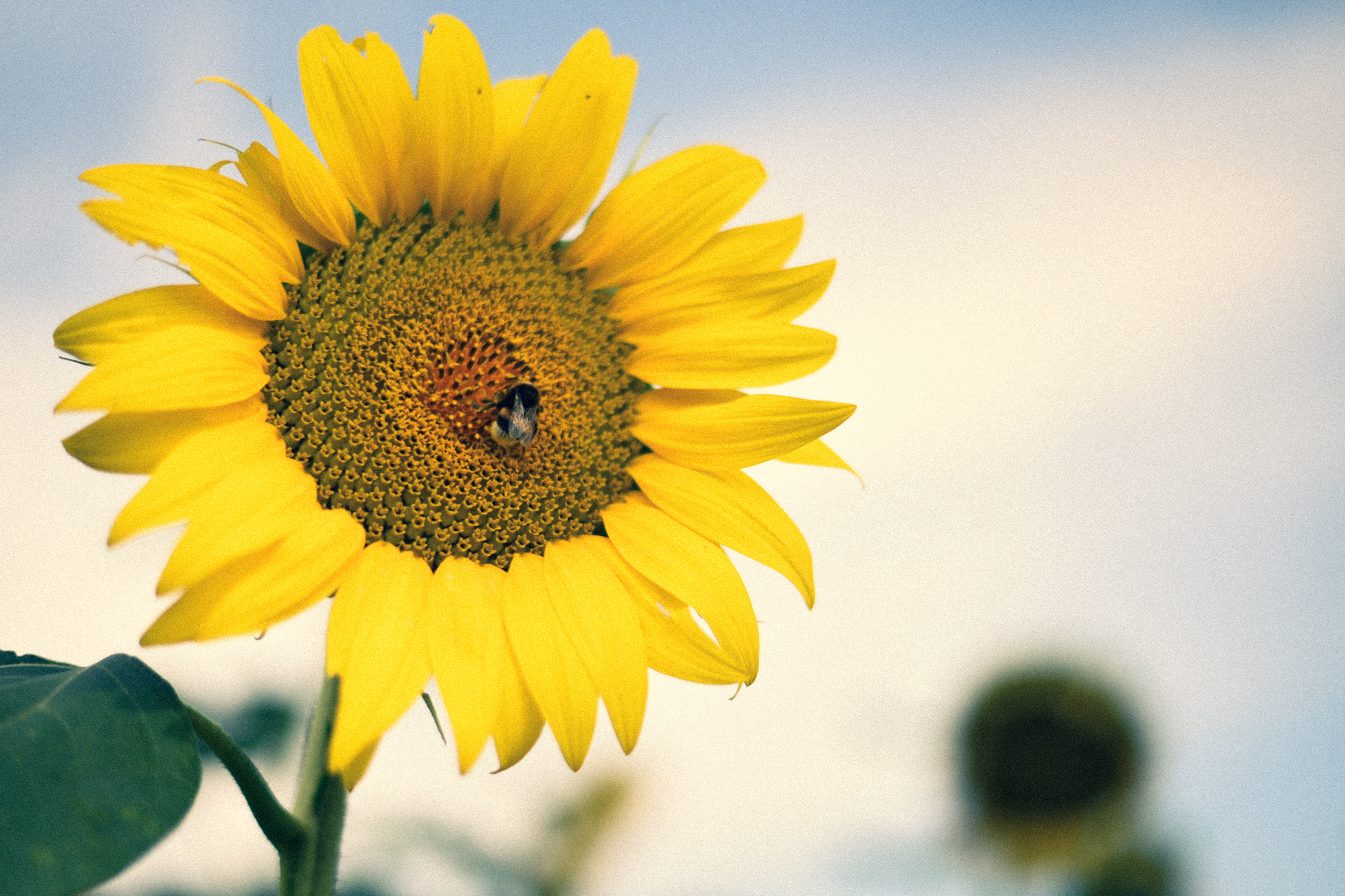 Sunflower