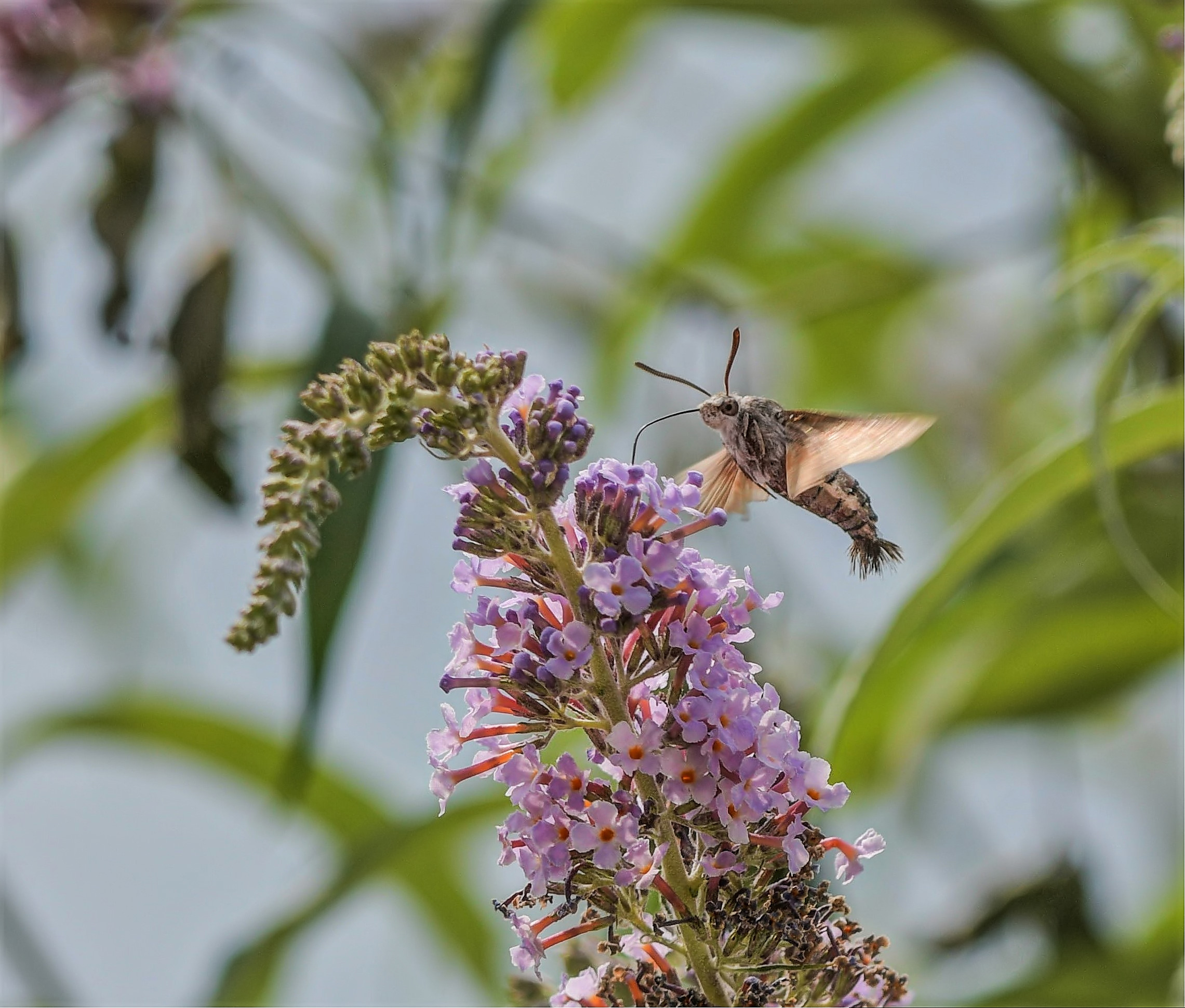 Macroglossum stellatarum