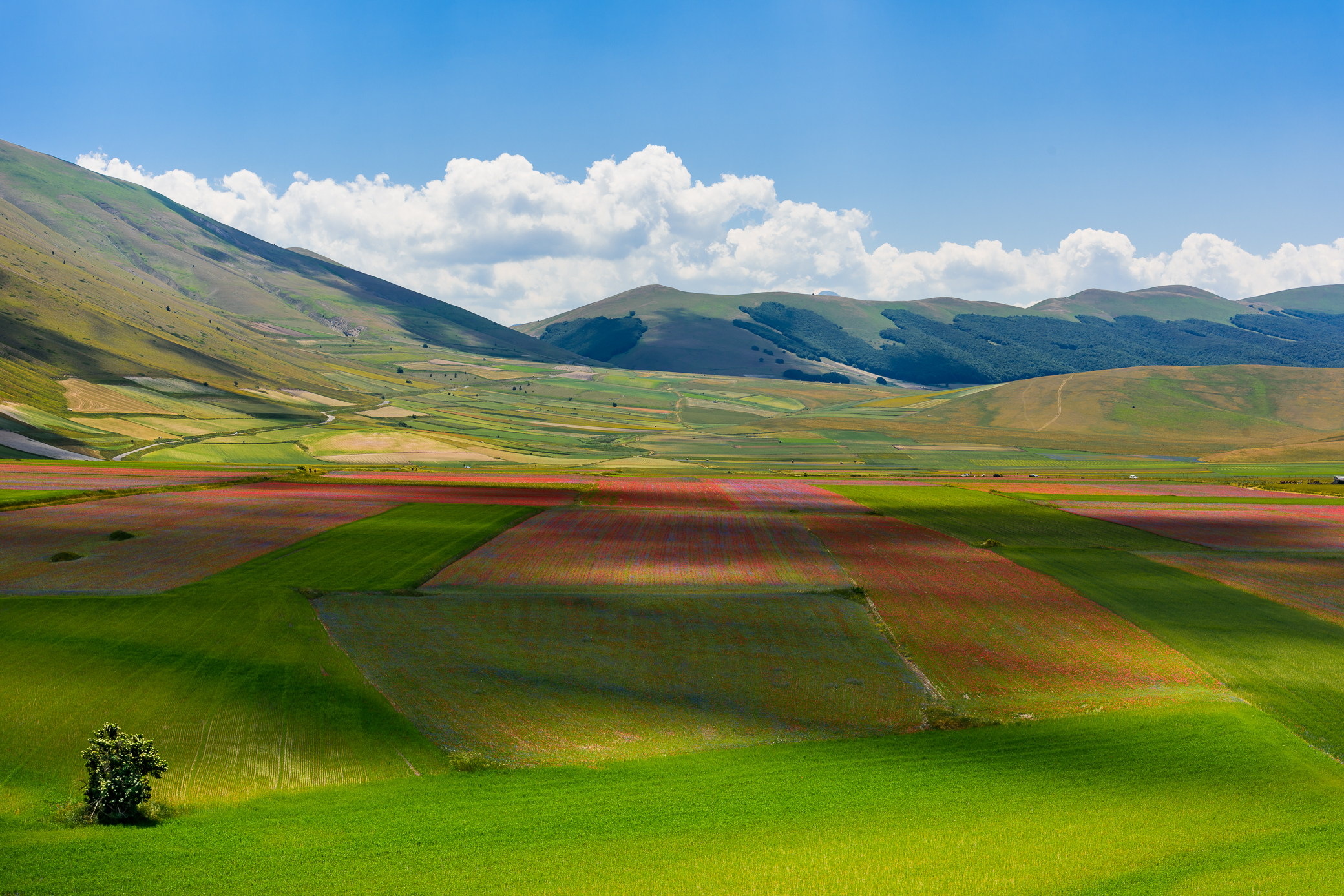 Piana di Castelluccio 2019