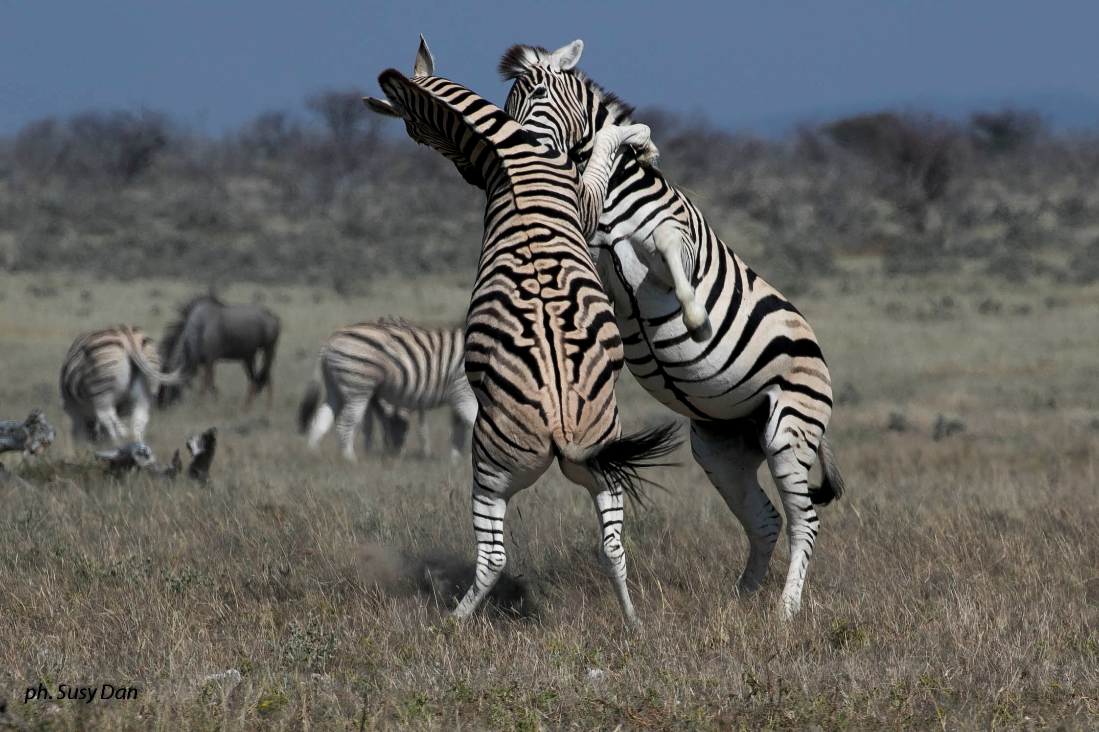 Incontro di wrestling