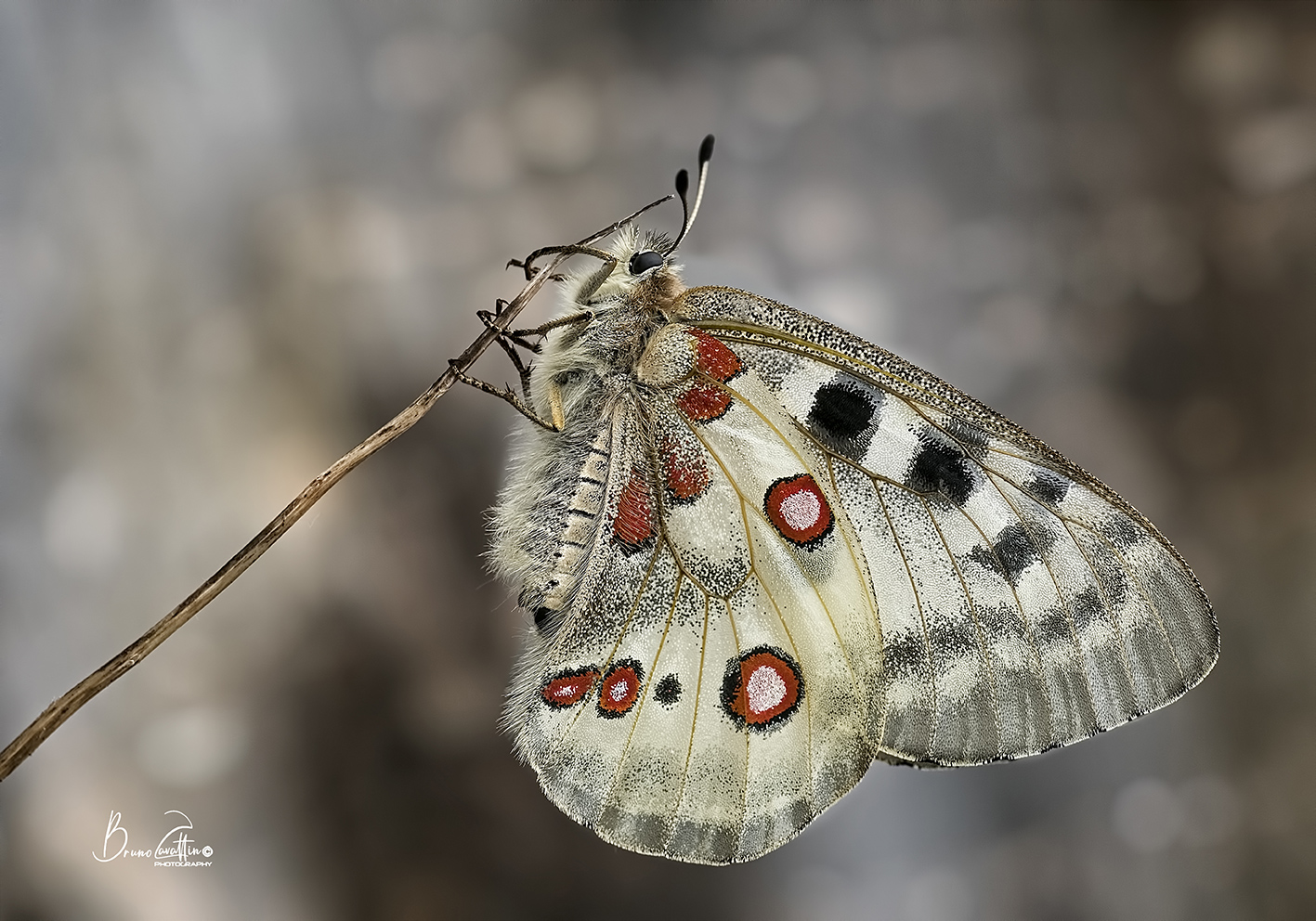 Parnassius apollo