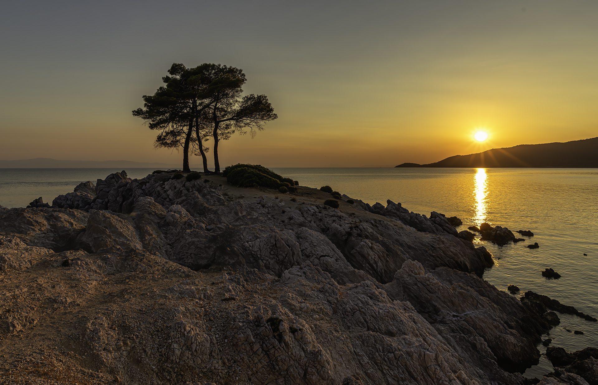 Pine on the rocks