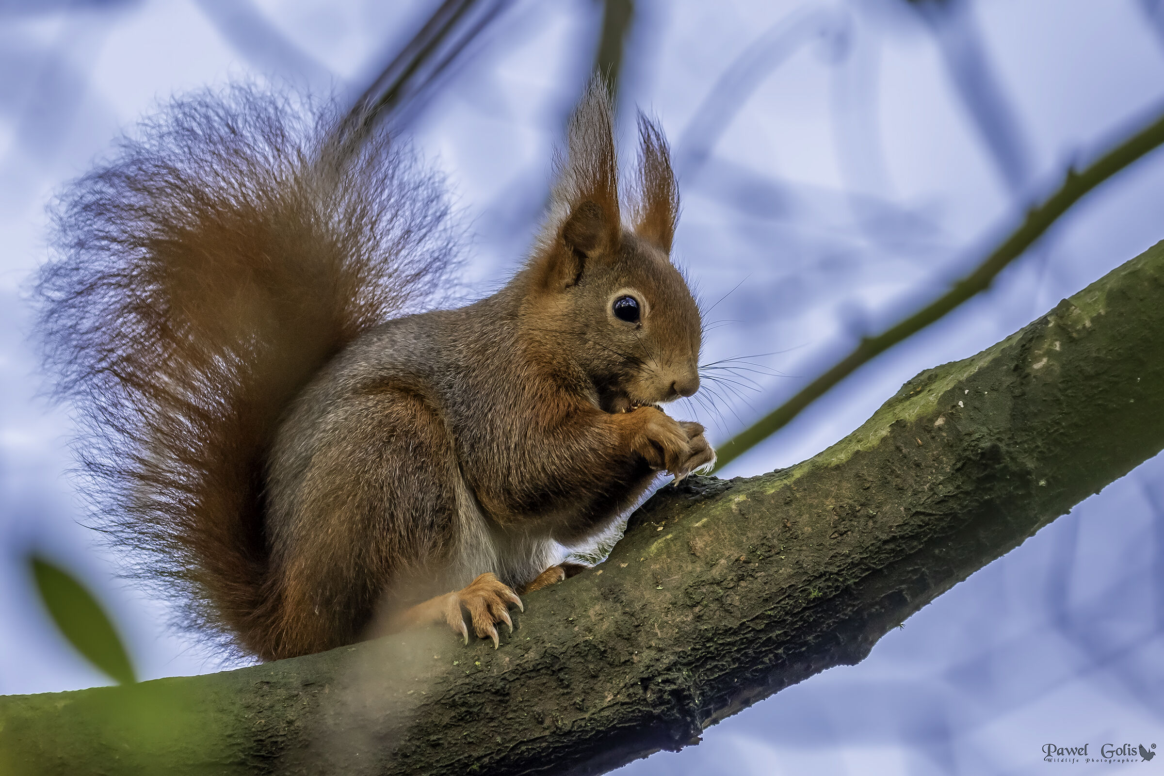 Scoiattolo rosso eurasiatico (Sciurus vulgaris)
