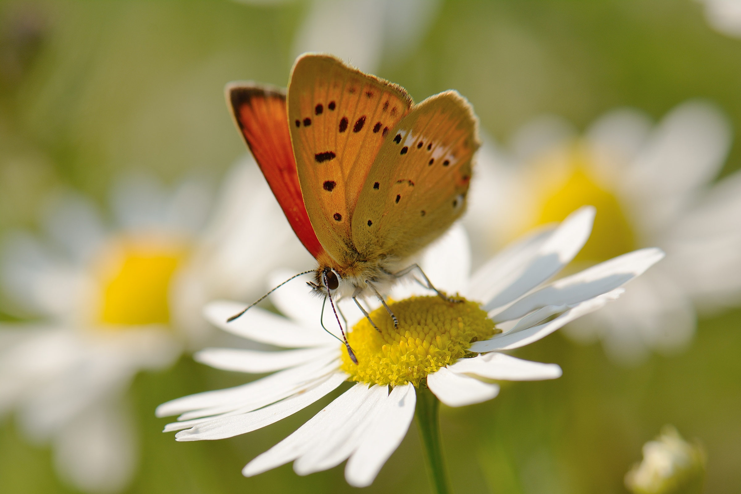 Licena della Verga d'oro